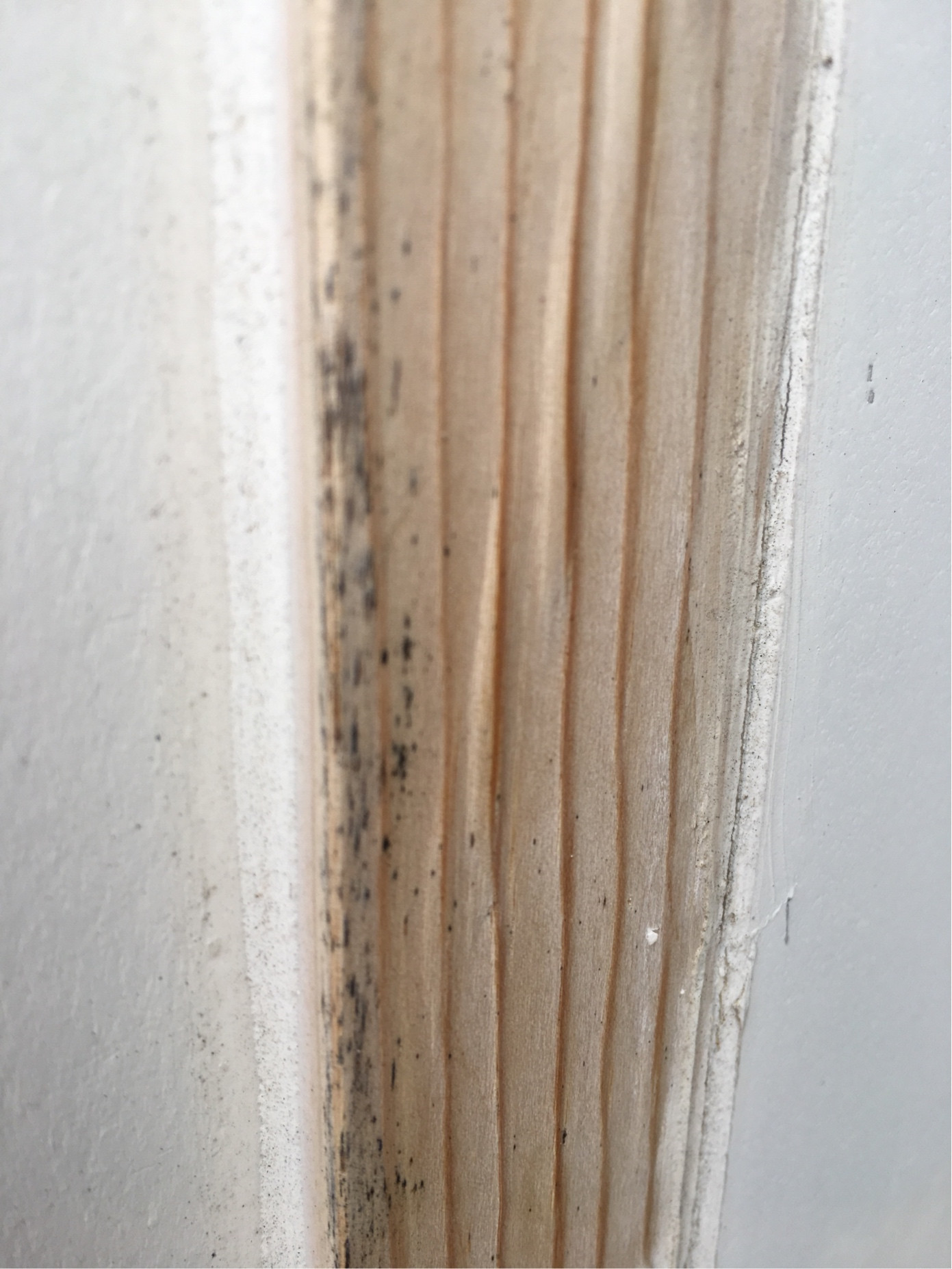 Mold in unpainted wood? How to treat? Home Improvement Stack Exchange