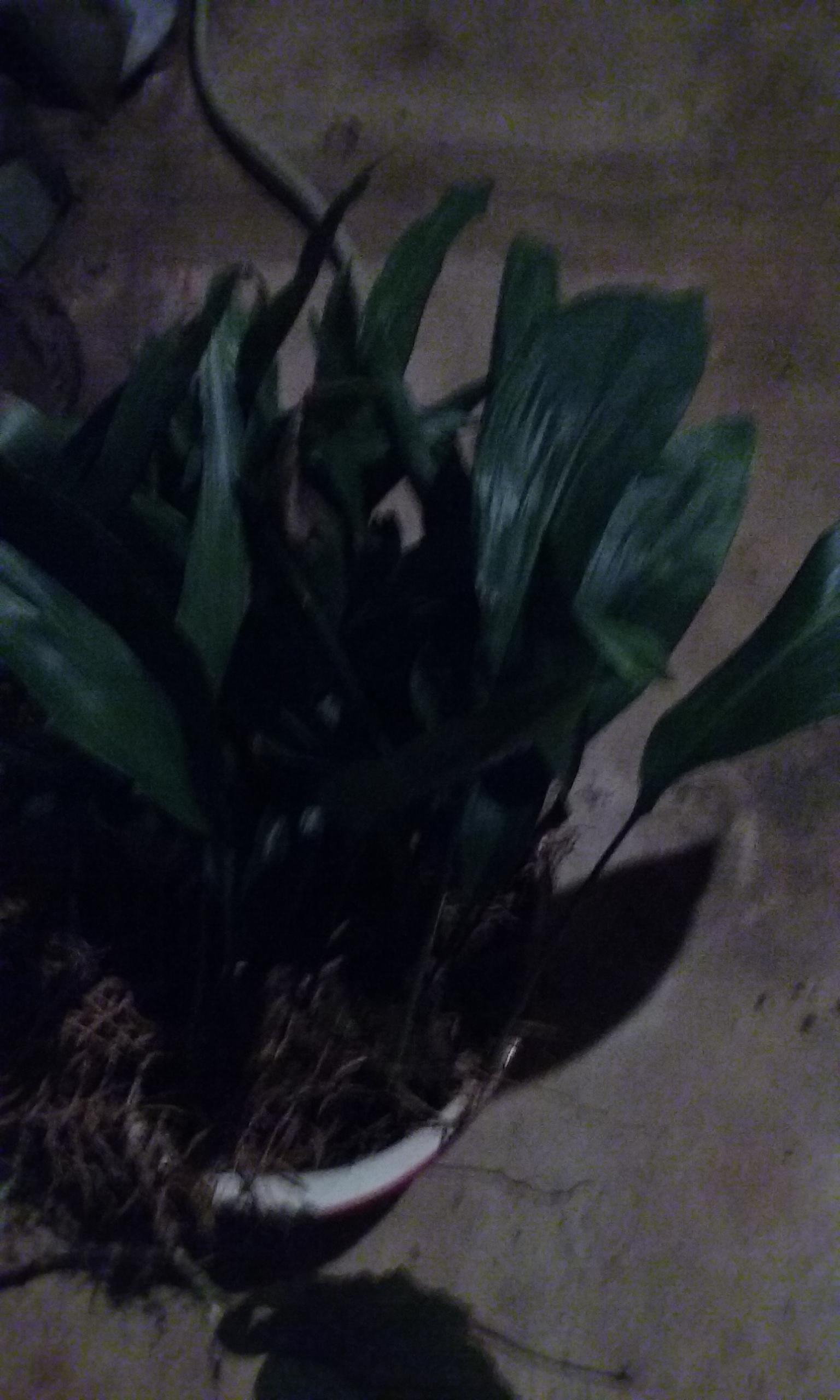 identification What plant looks like a Peace Lily but has no flowers