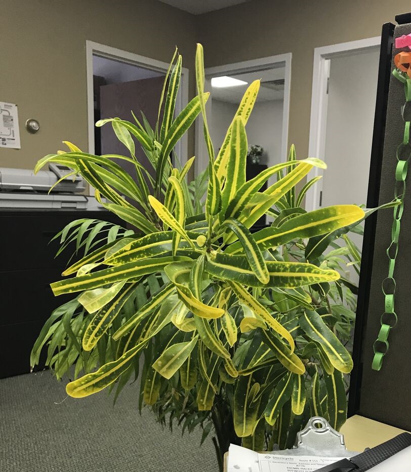 identification What kind of houseplant is this? Long, narrow