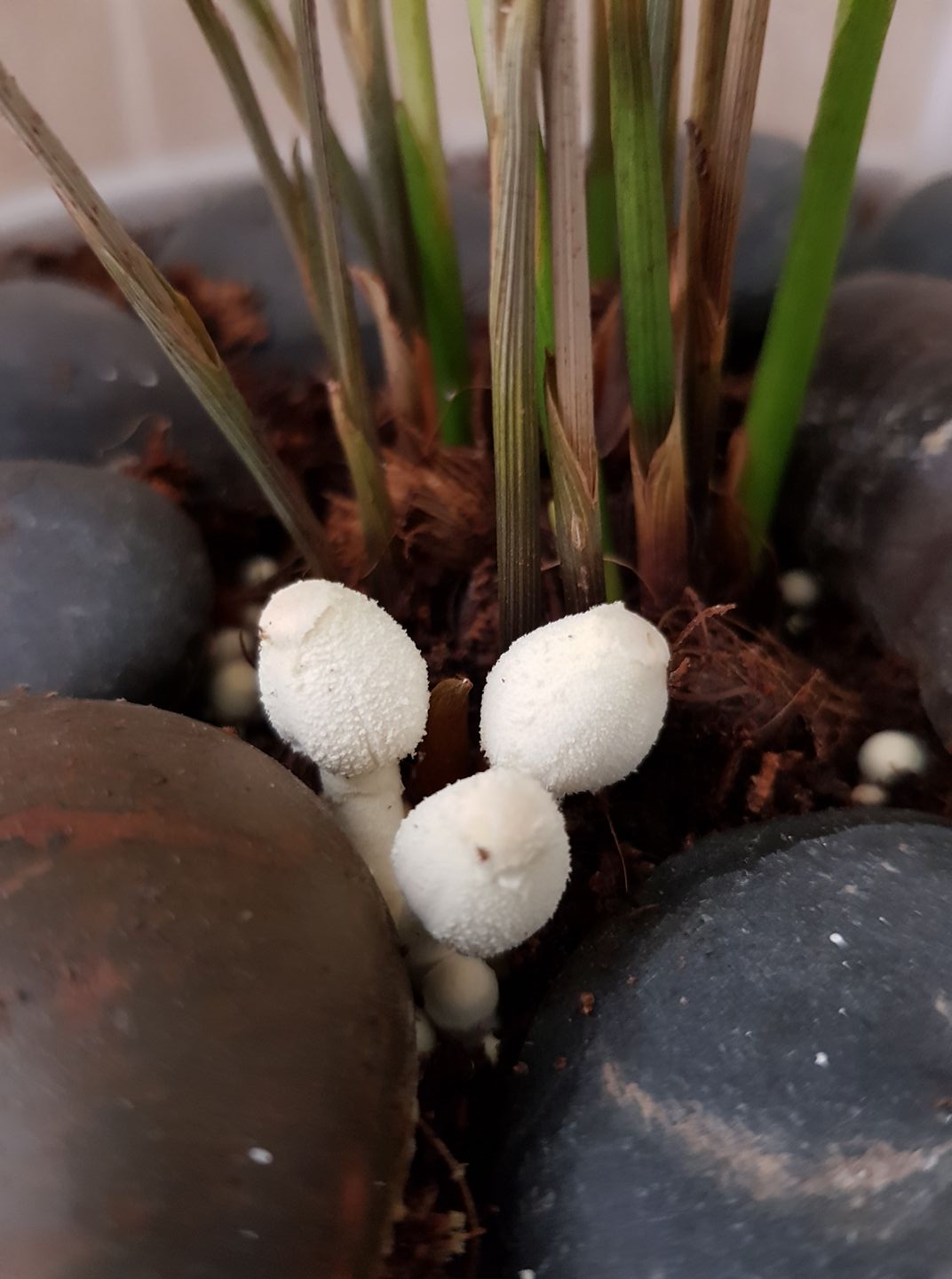 Long White Mushrooms Compilation Easy Recipes To Make at Home