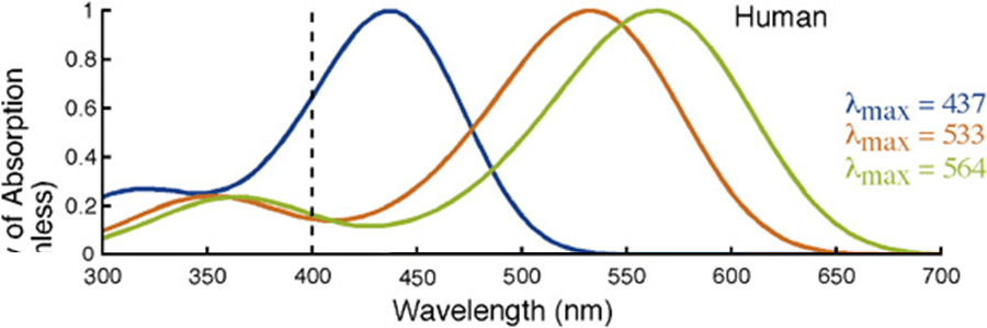 eyes What portion of the spectrum do cats see