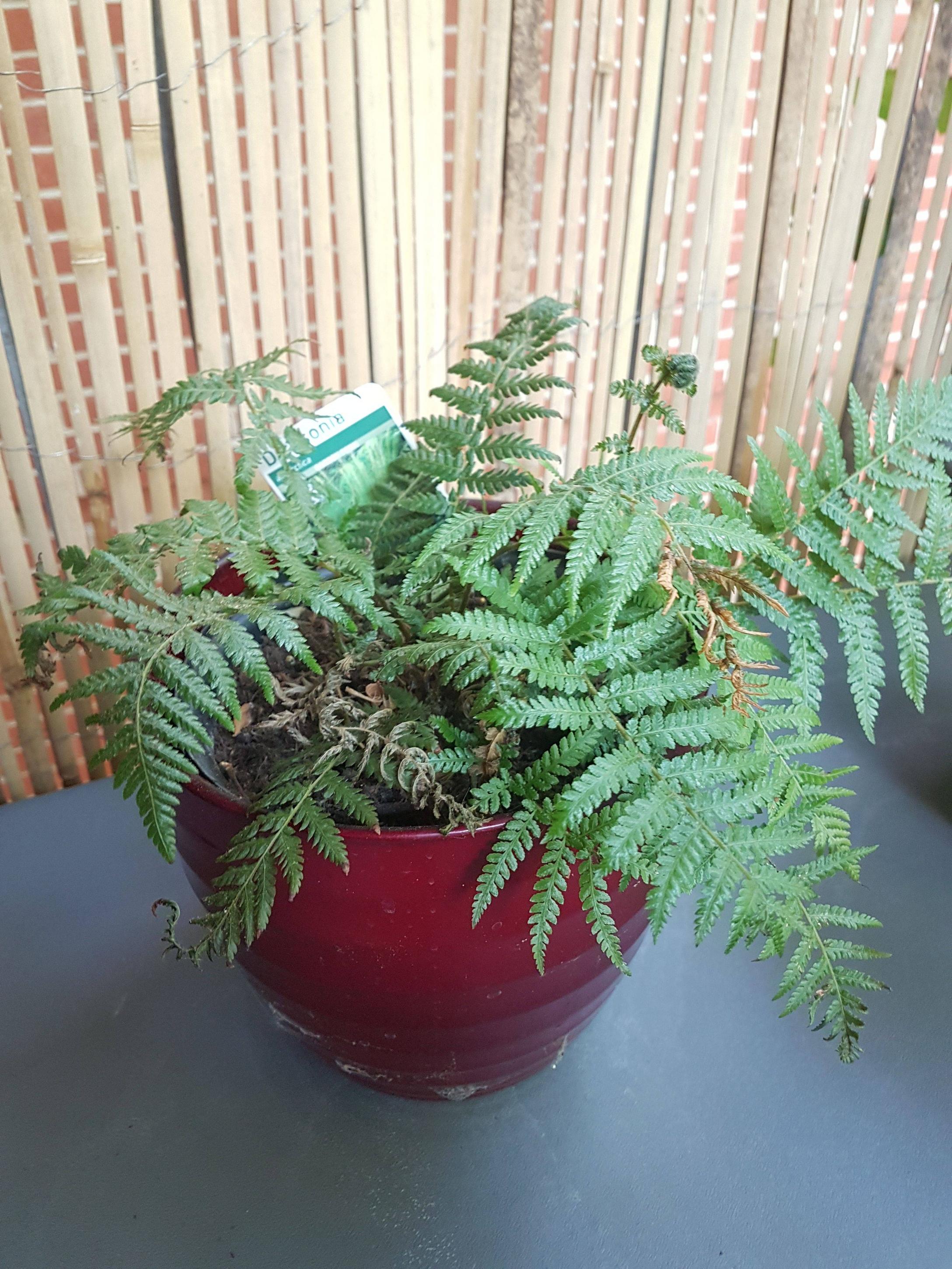 diagnosis Why are these ferns growing poorly? Gardening