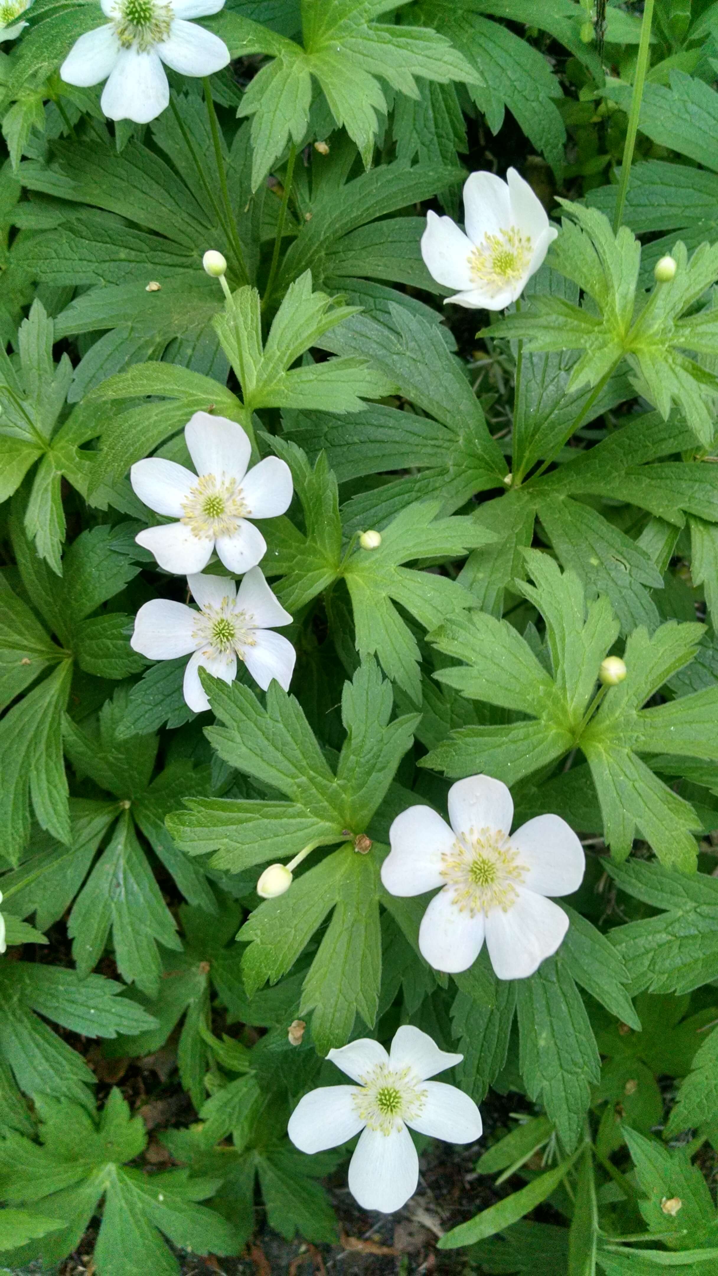 Assistance identifying plant, white flowers, 6 lobed leaves, almost a