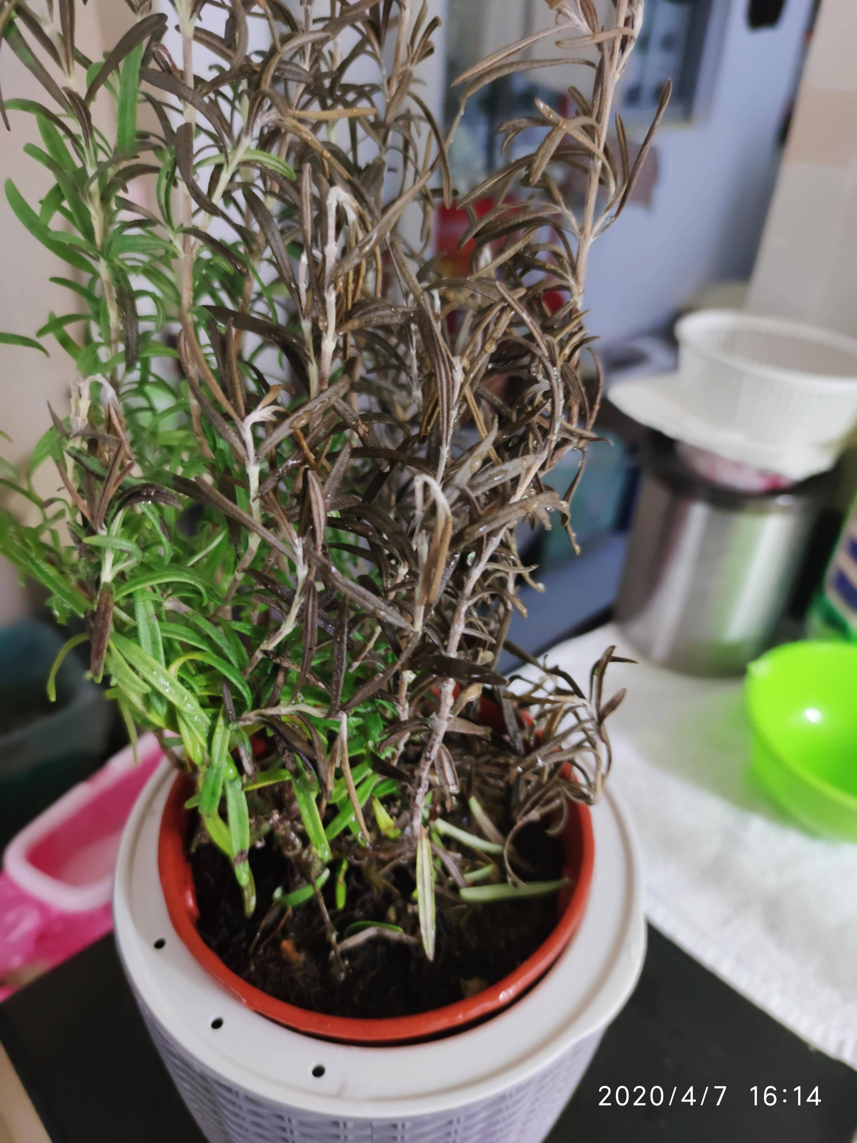 herbs Ordered Rosemary online a week ago and the plant looks dead