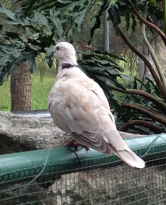 zoology Species of this White Dove Biology Stack Exchange