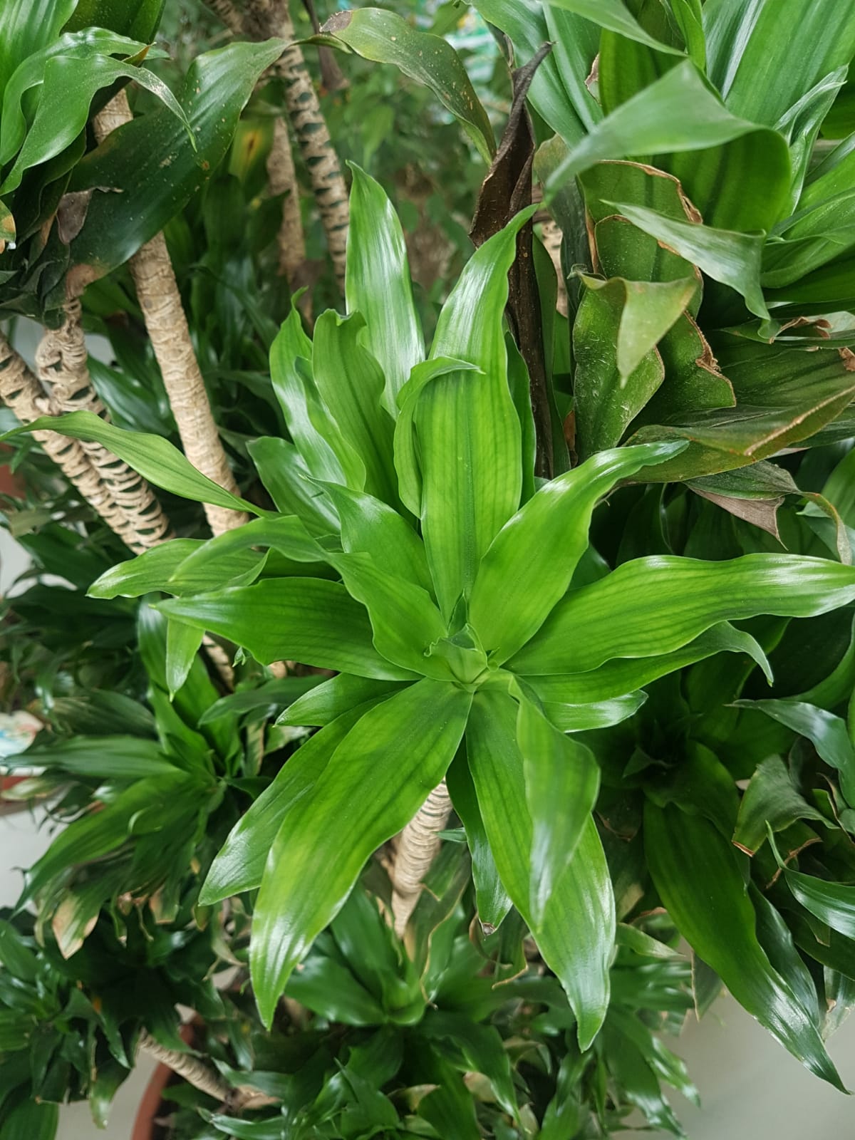 Identifying Houseplants