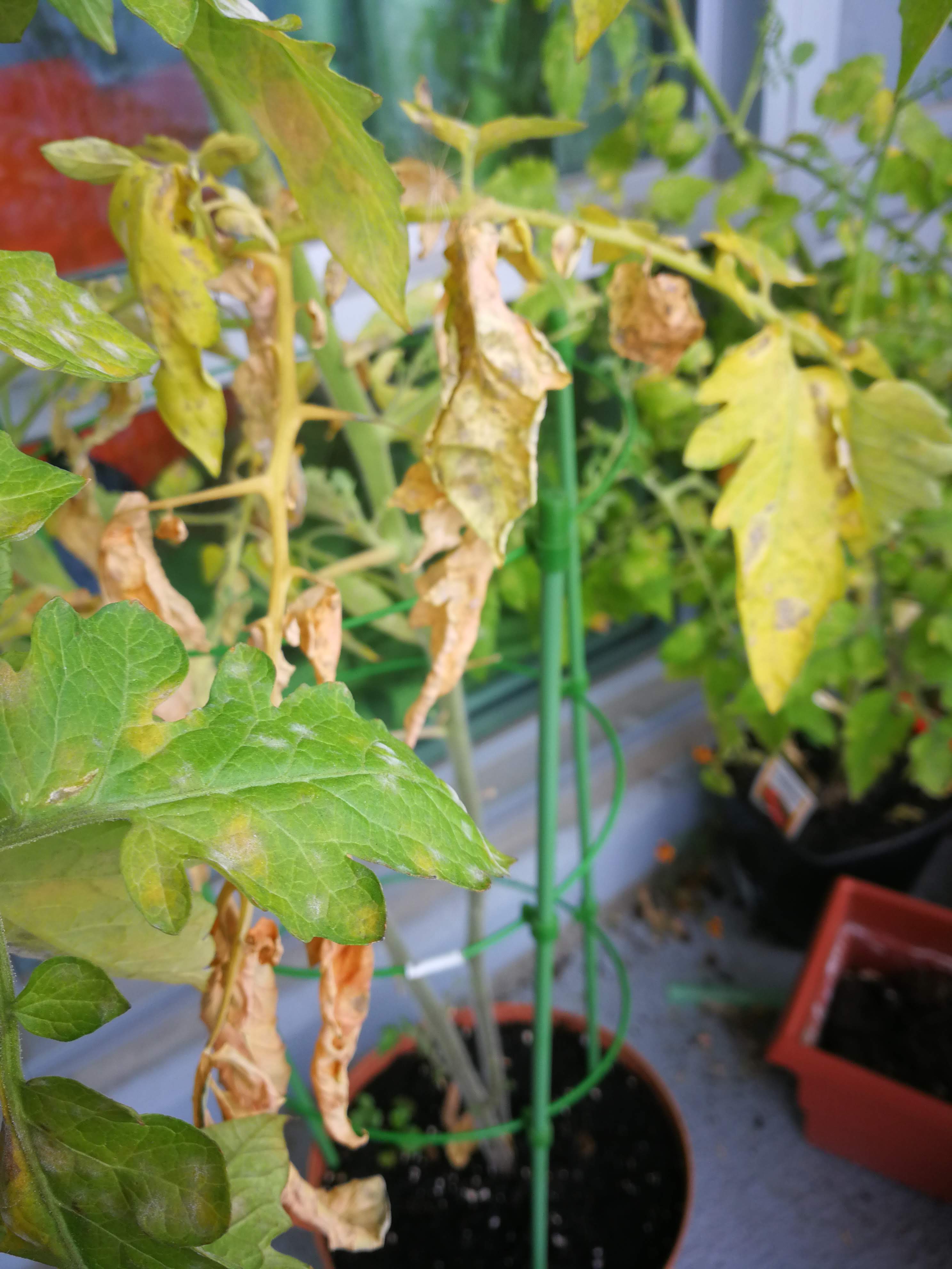 tomatoes Mold on tomato leaves Gardening &amp; Landscaping Stack Exchange