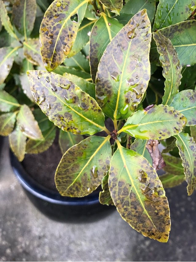 houseplants Is this bay tree dying? Gardening & Landscaping Stack Exchange