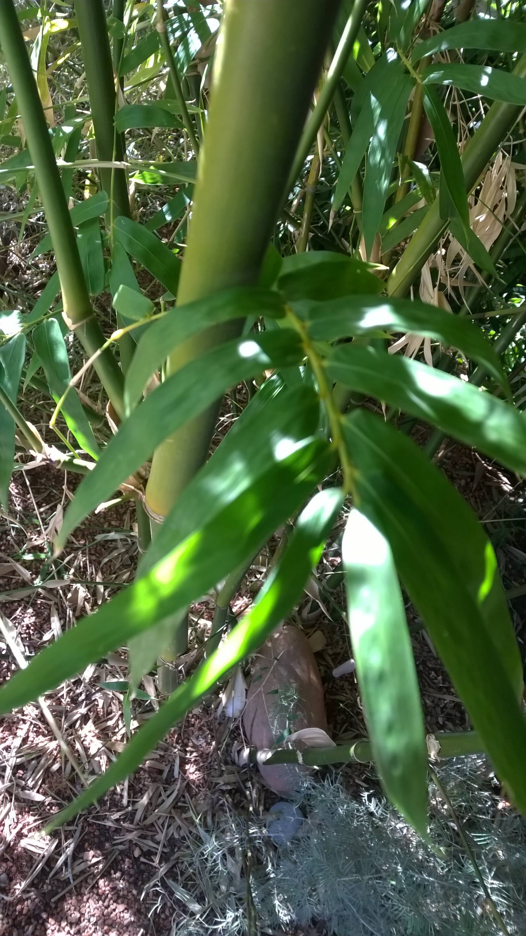 identification What kind of bamboo is this? Gardening & Landscaping