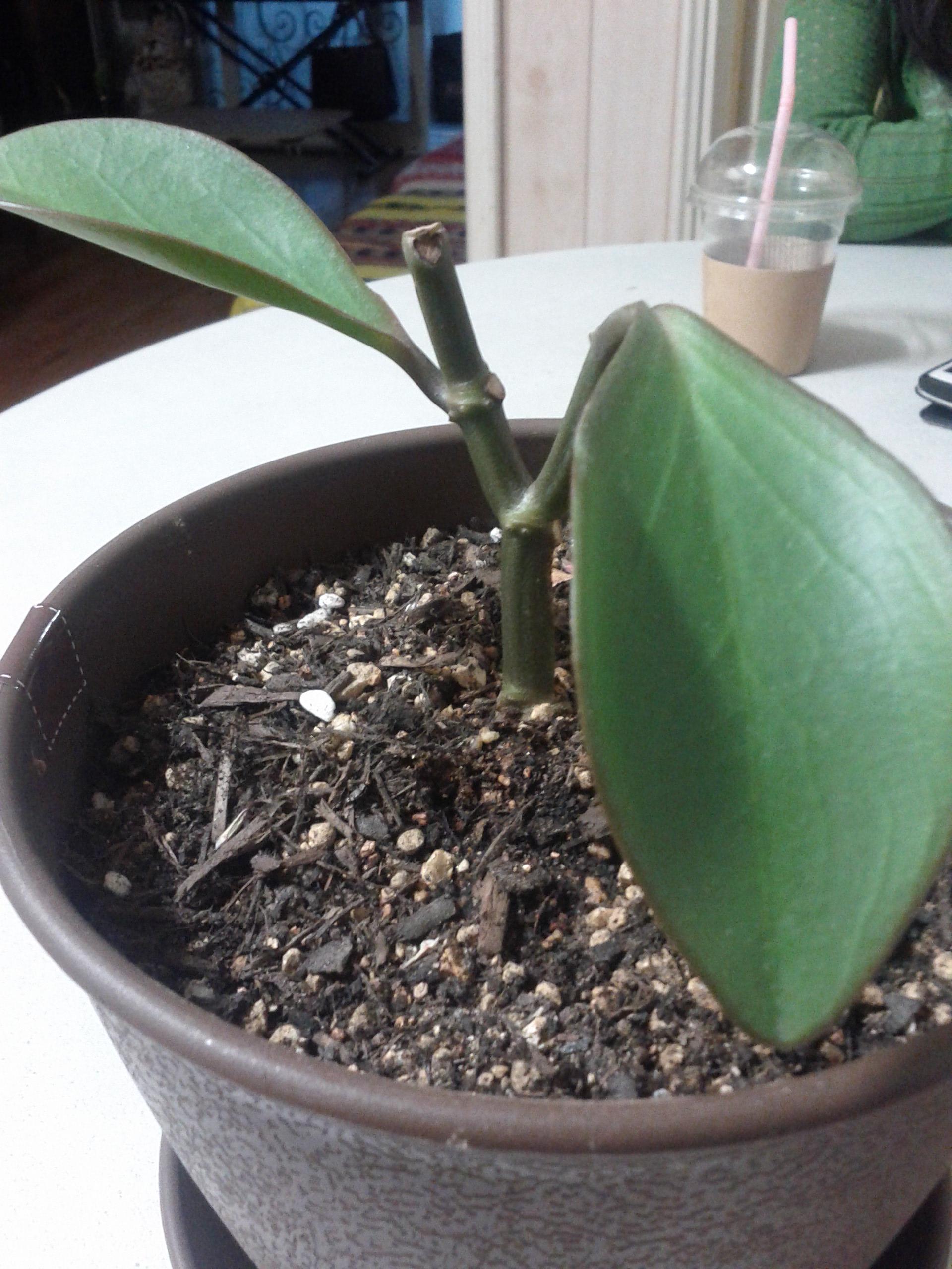 identification What is this small plant with 3 inch long