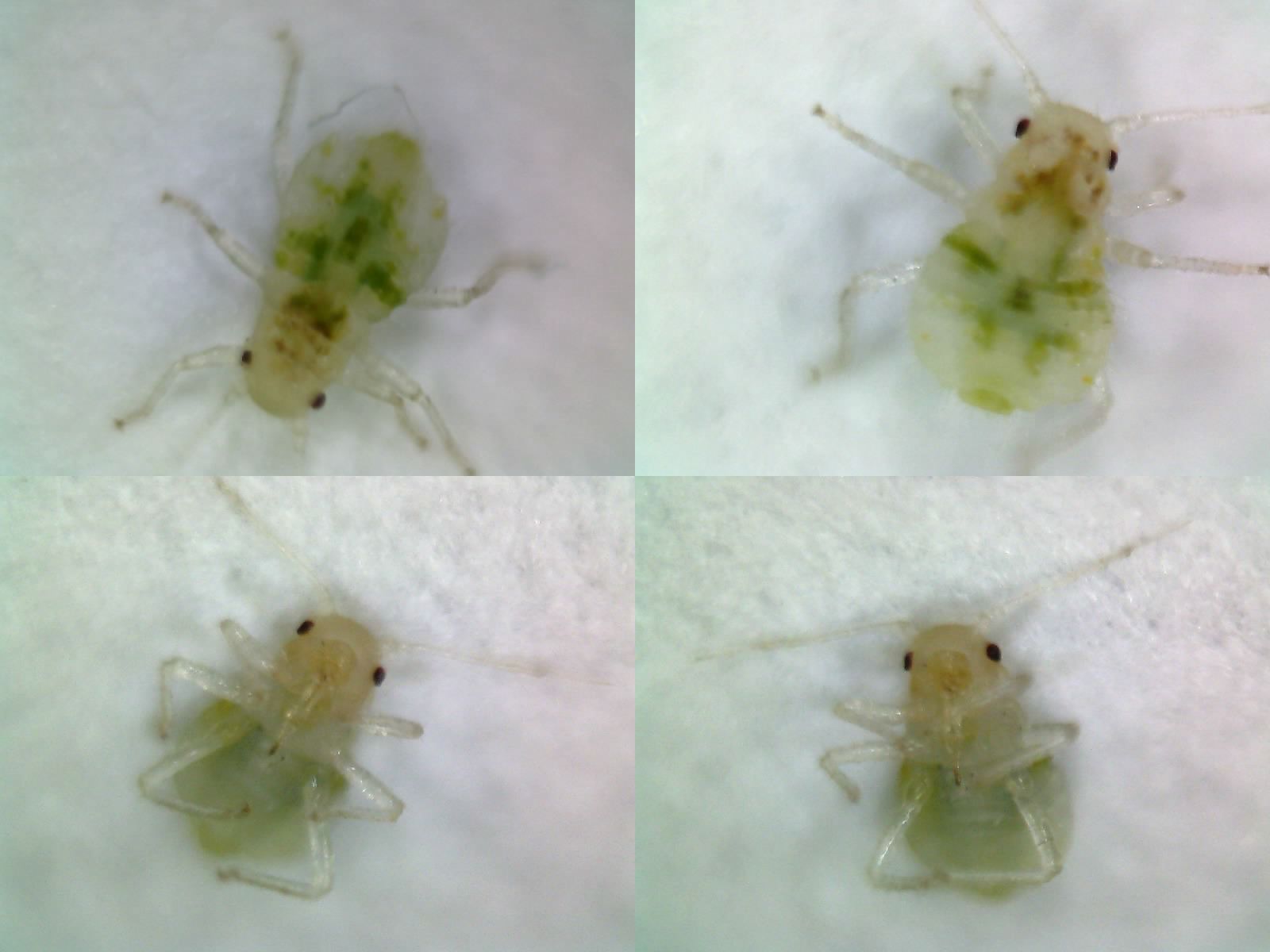 entomology Insect identification request Is this a bed bug