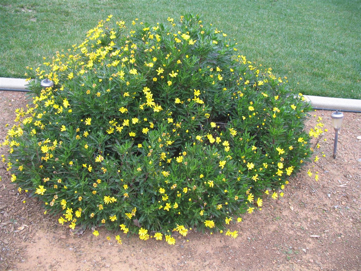 identification What is this bush/plant? Gardening & Landscaping