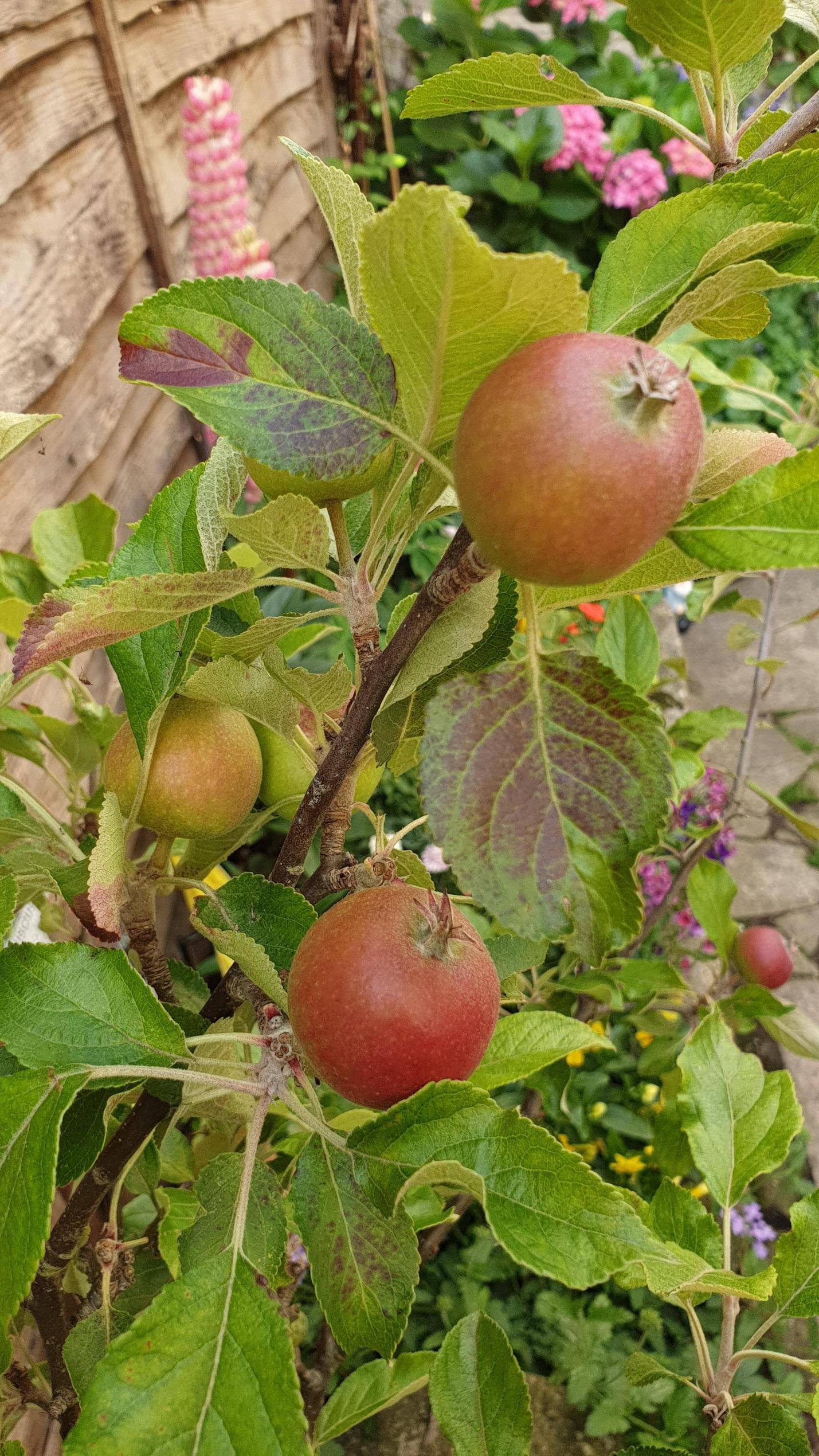 plant health Apple tree leaf problem Gardening & Landscaping Stack