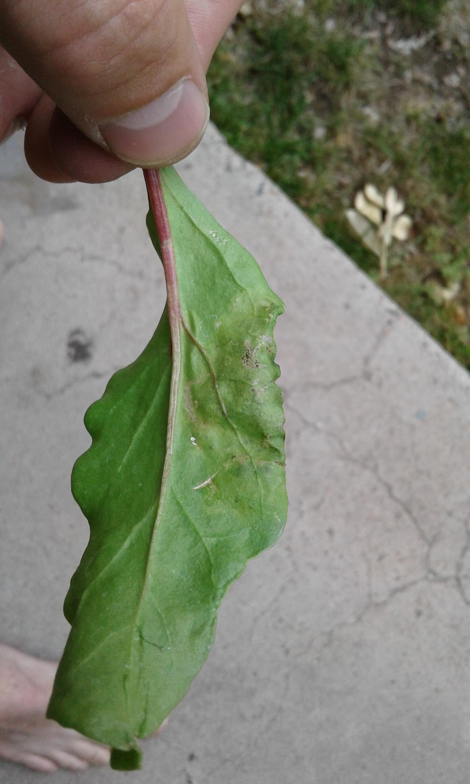 pest damage Beet leaves bubbling Gardening & Landscaping Stack Exchange