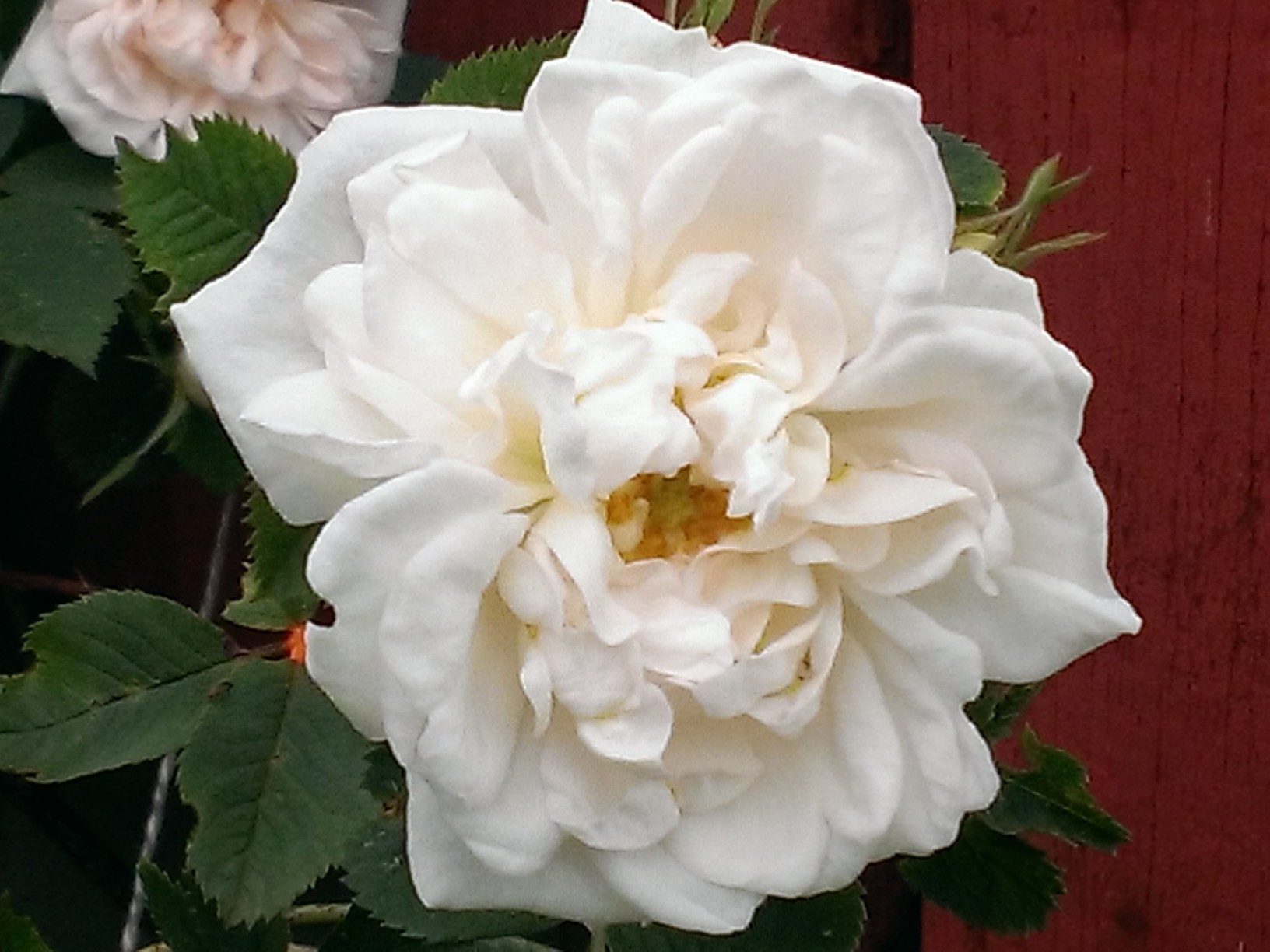 identification Can anyone identify this rose? Gardening