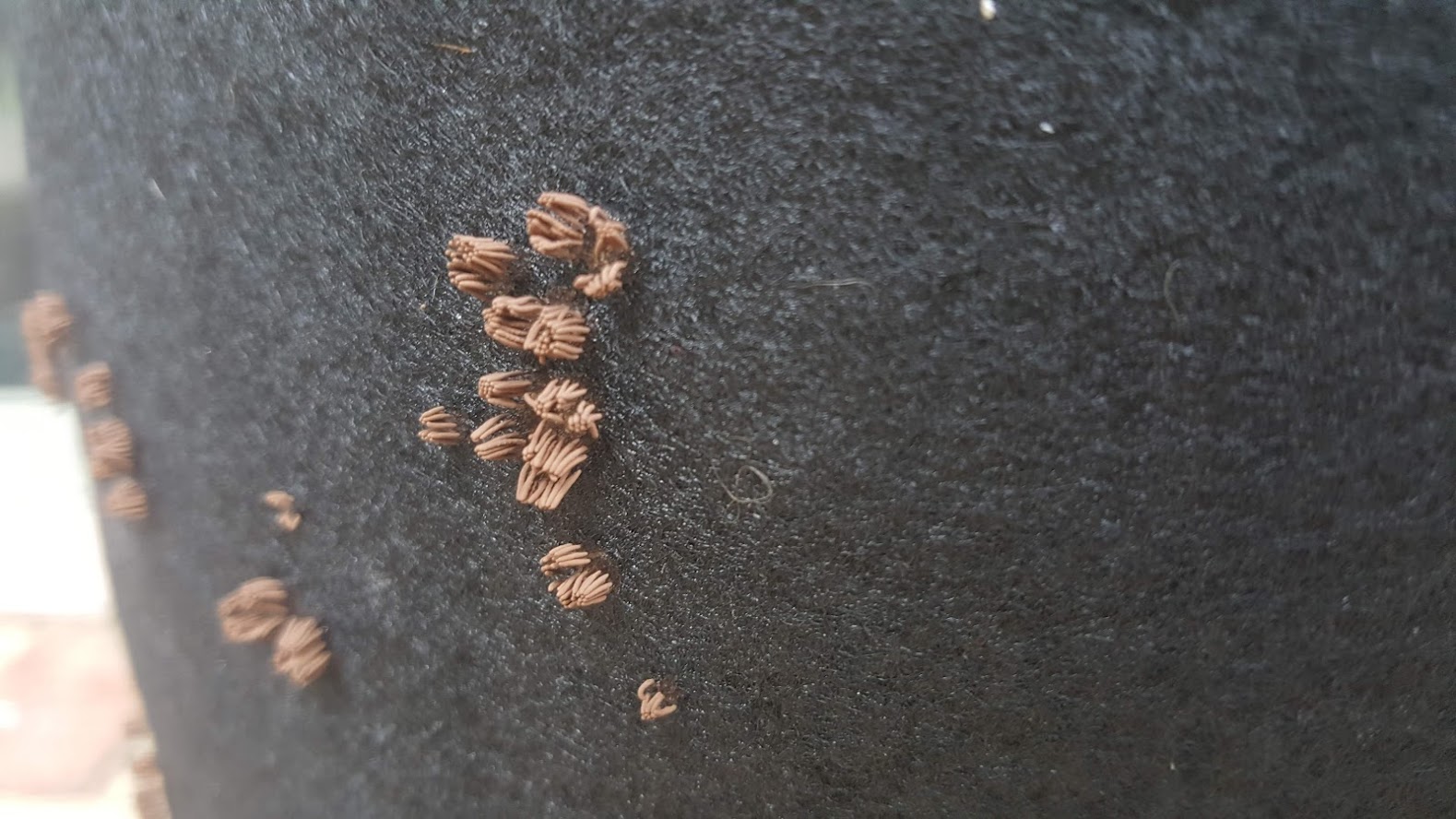 Weird brown fungus on moist surfaces that releases powder when