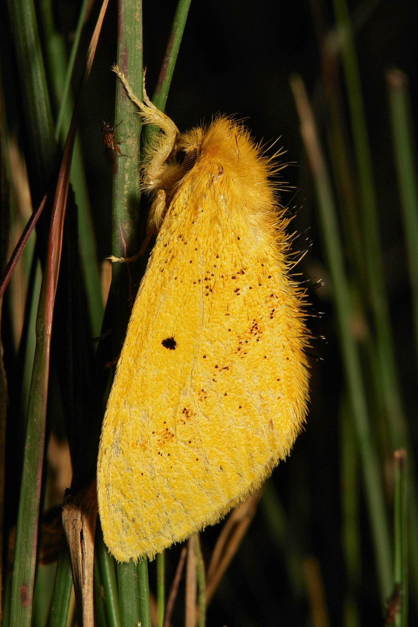 zoology Identification of a small to midsized, yellow moth species