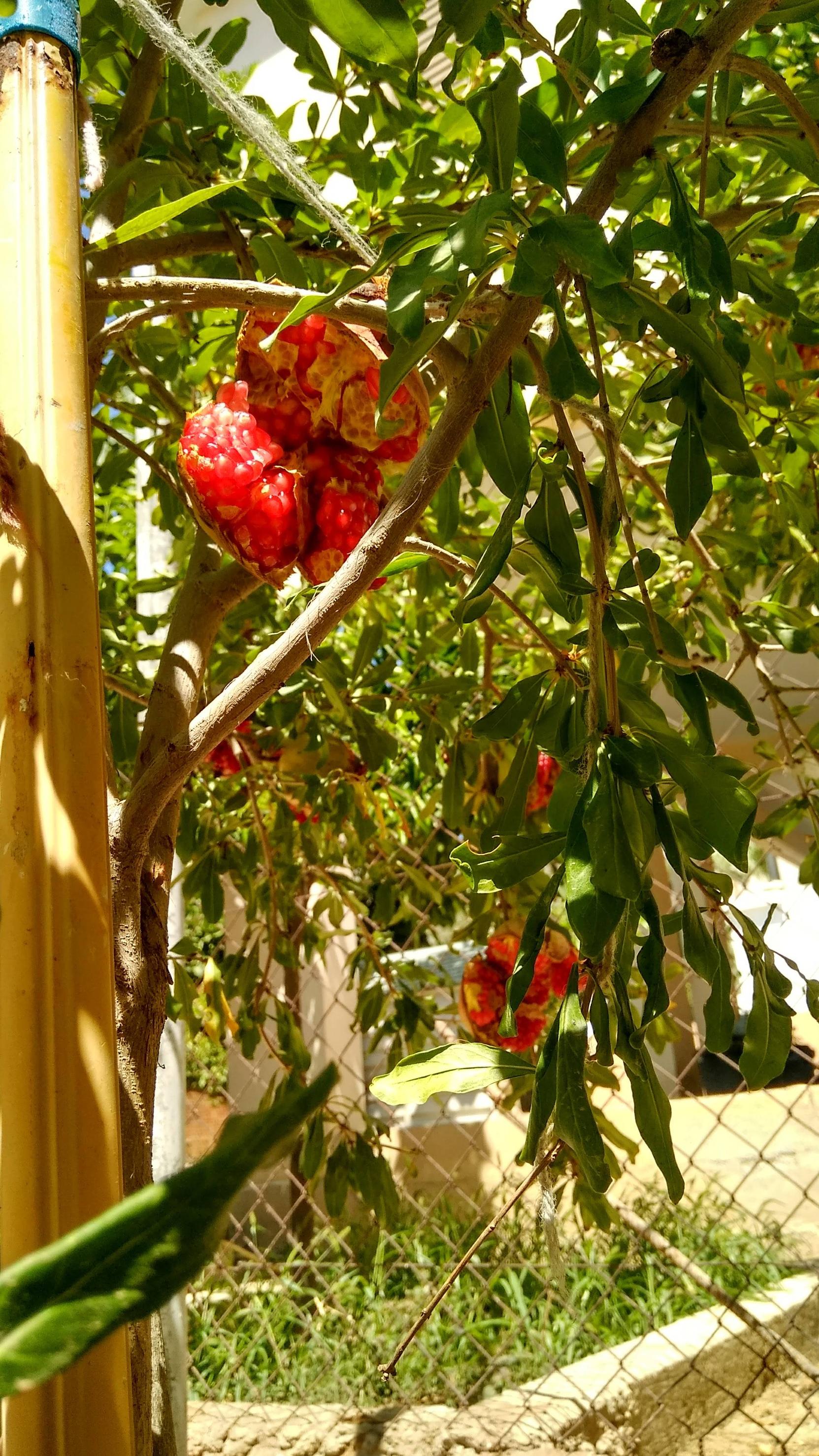 fruit trees Pomegranate splitting Why is it happenning and how to