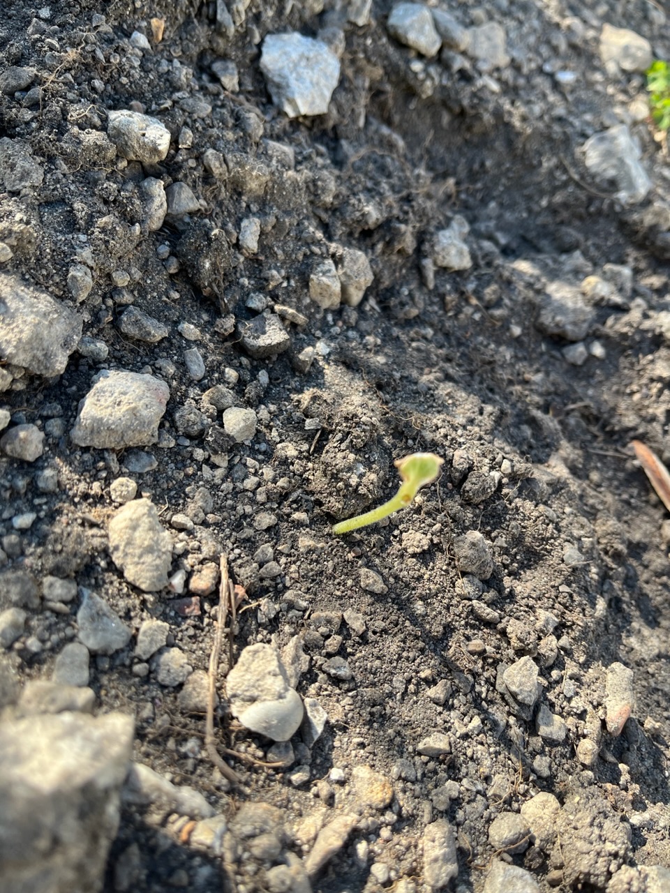identification What is eating my garden? Gardening & Landscaping