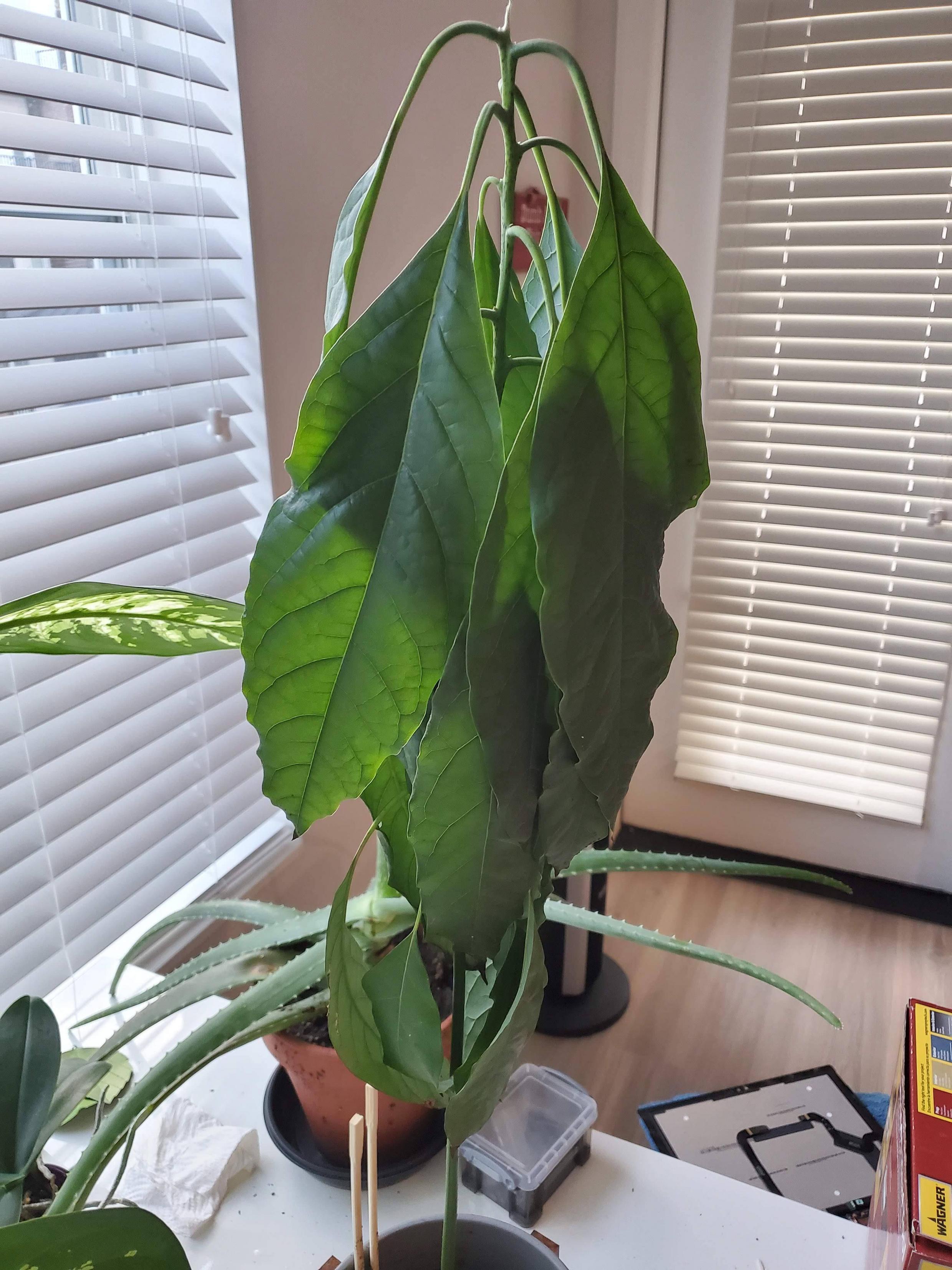 watering 1 Year old Avocado tree drooping leaves after repotting