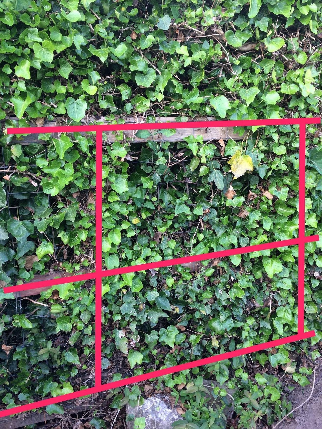 shrubs How can I stop bushes growing through a mesh fence