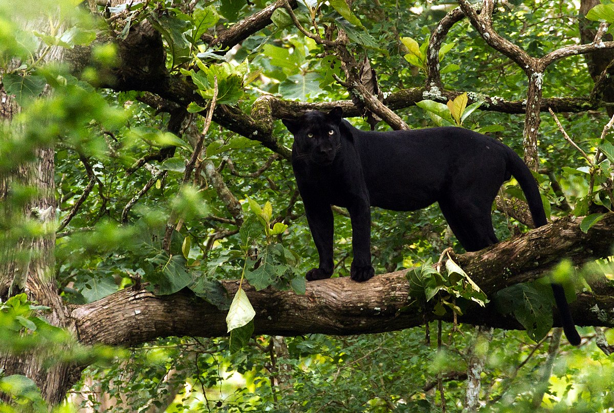 species Are black panthers the same as jaguars? Biology Stack Exchange