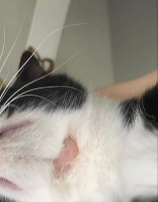 Health - Just Found A Bald Spot Under My Cat's Chin - Pets Stack Exchange