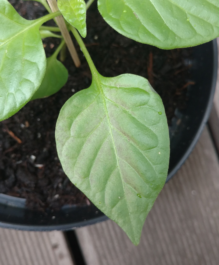Discoloration of leaves on Carolina Reaper plants Gardening