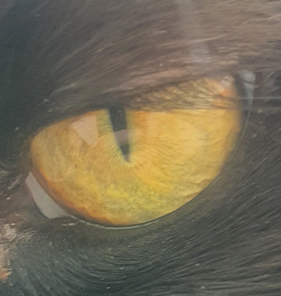 cats One eye iris discoloring on the edge Pets Stack Exchange