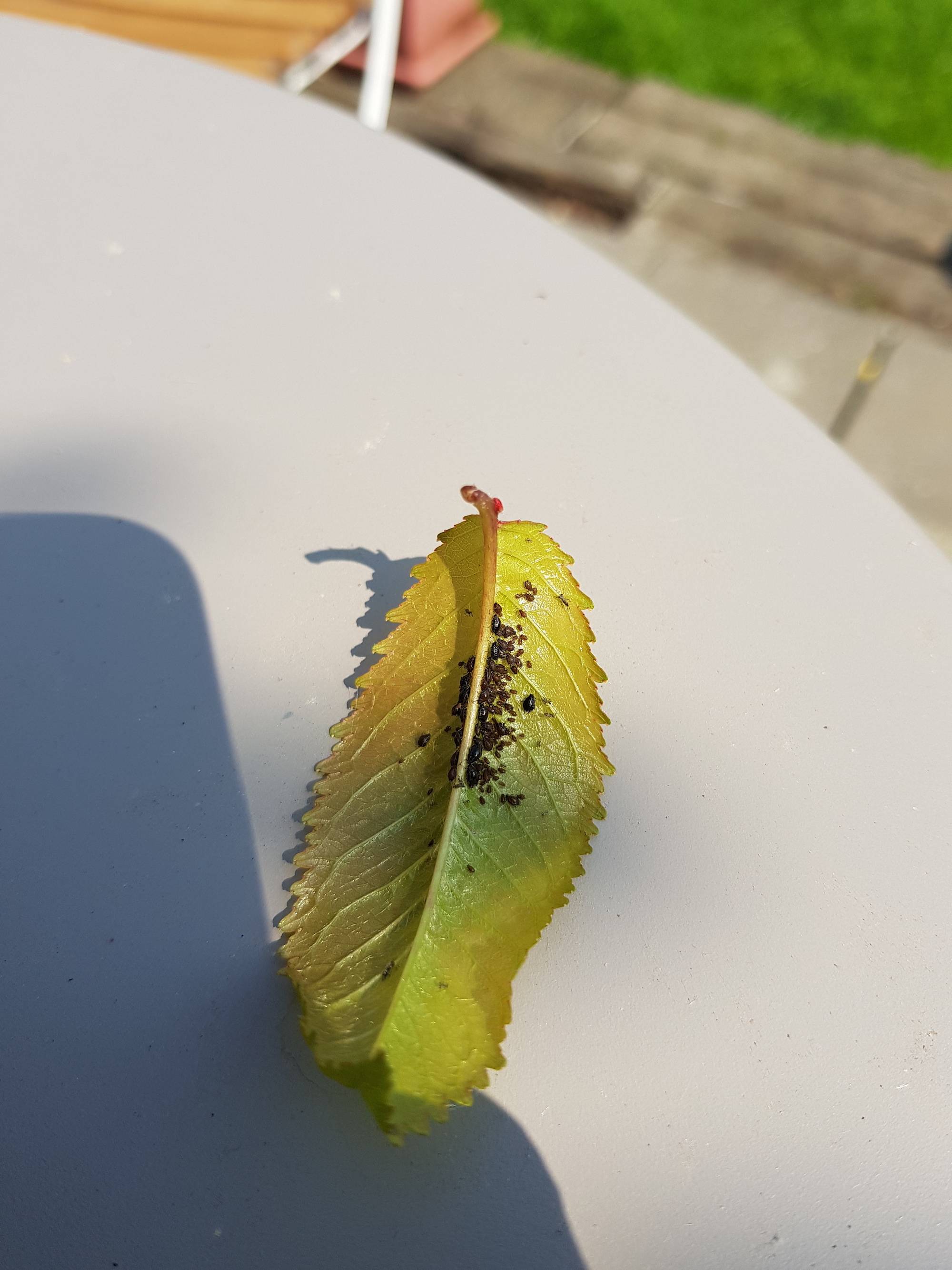 pest control Identify these little bugs on my cherry tree (and others