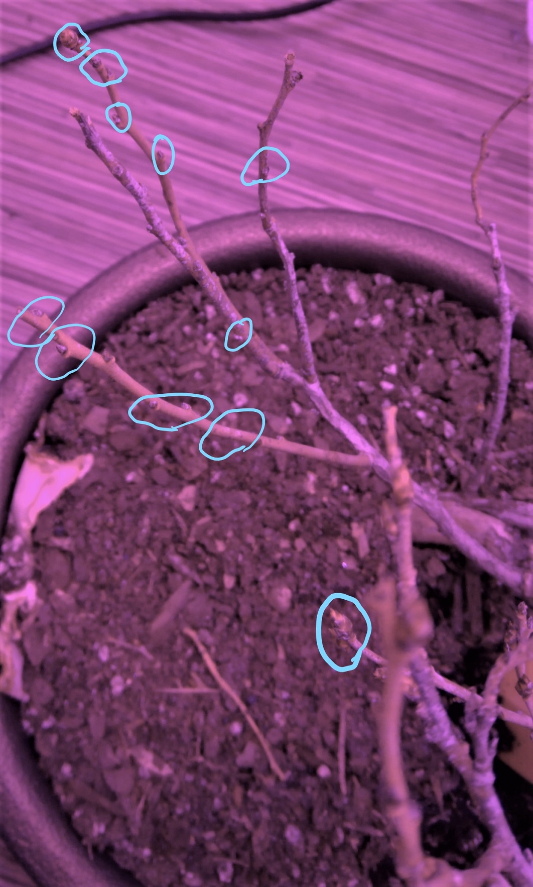 shrubs One part of Blueberry bush blooming, rest of plant appears