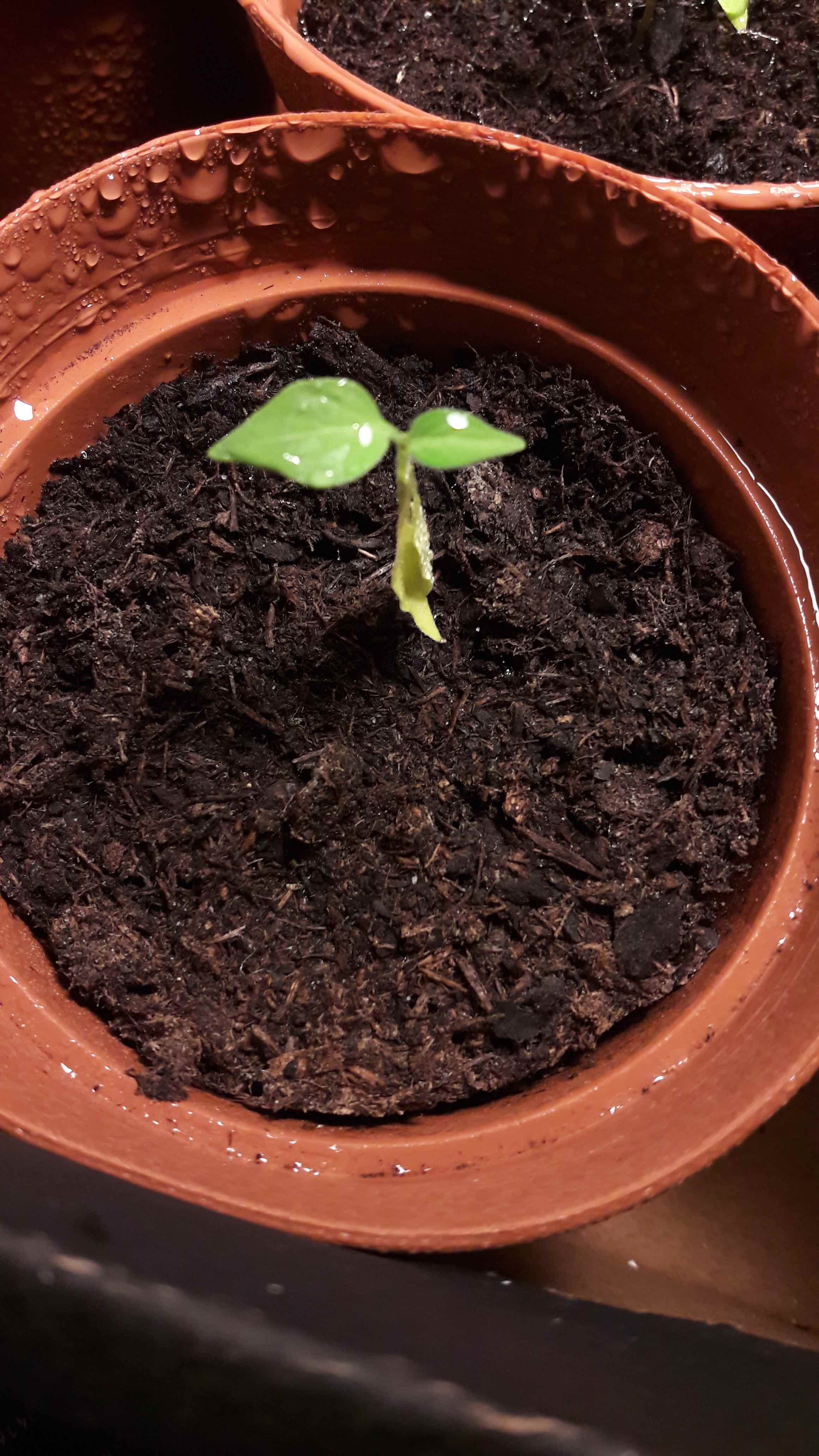 chili Why are the leaves of my young chilies turning yellow and dying