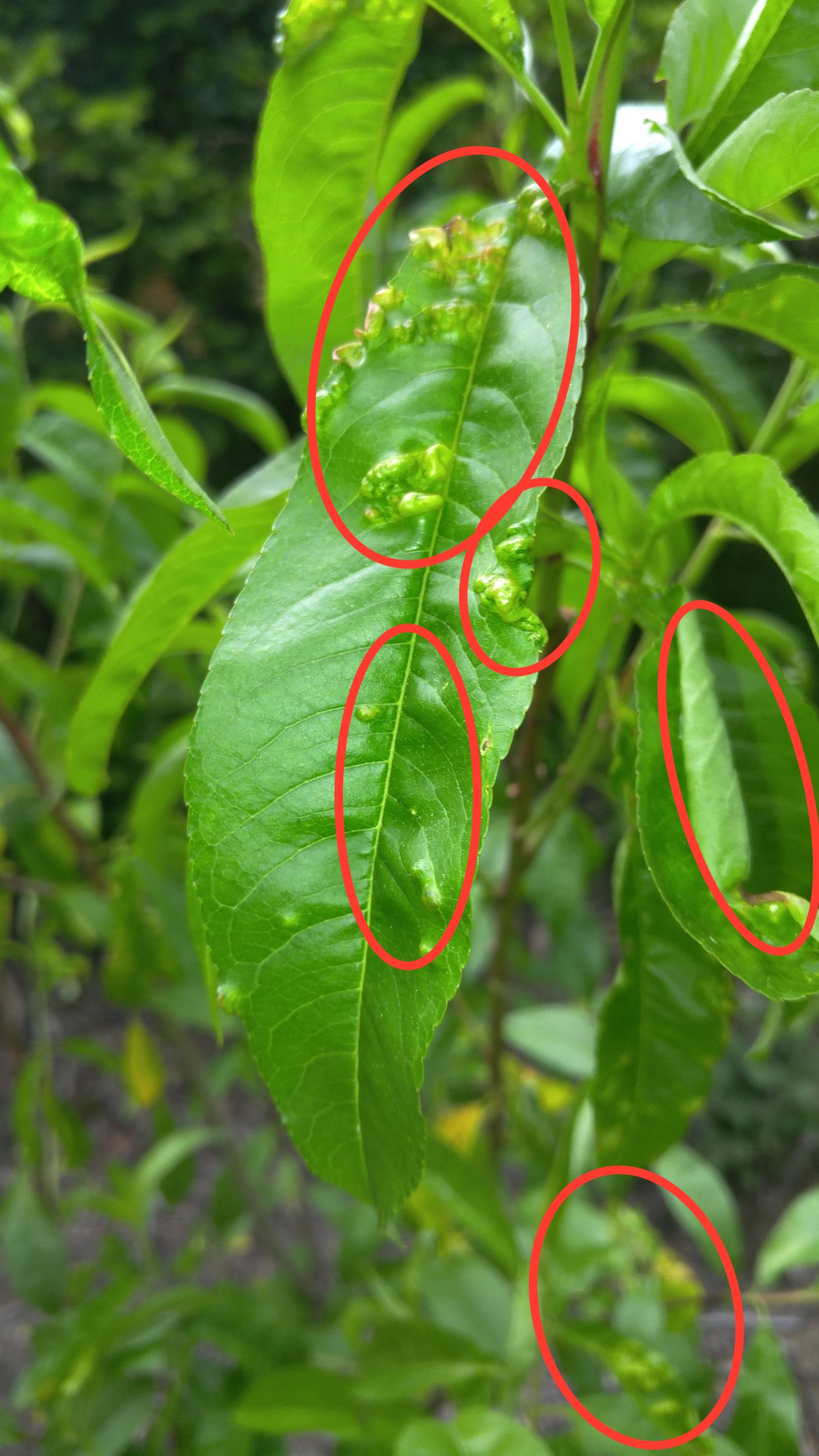 diagnosis What are these galls in my peach leaves? Gardening & Landscaping Stack Exchange