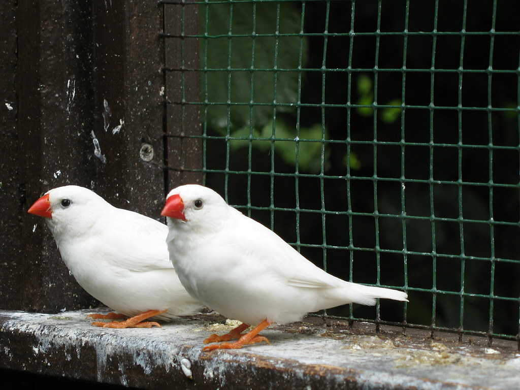 Names Of White Birds