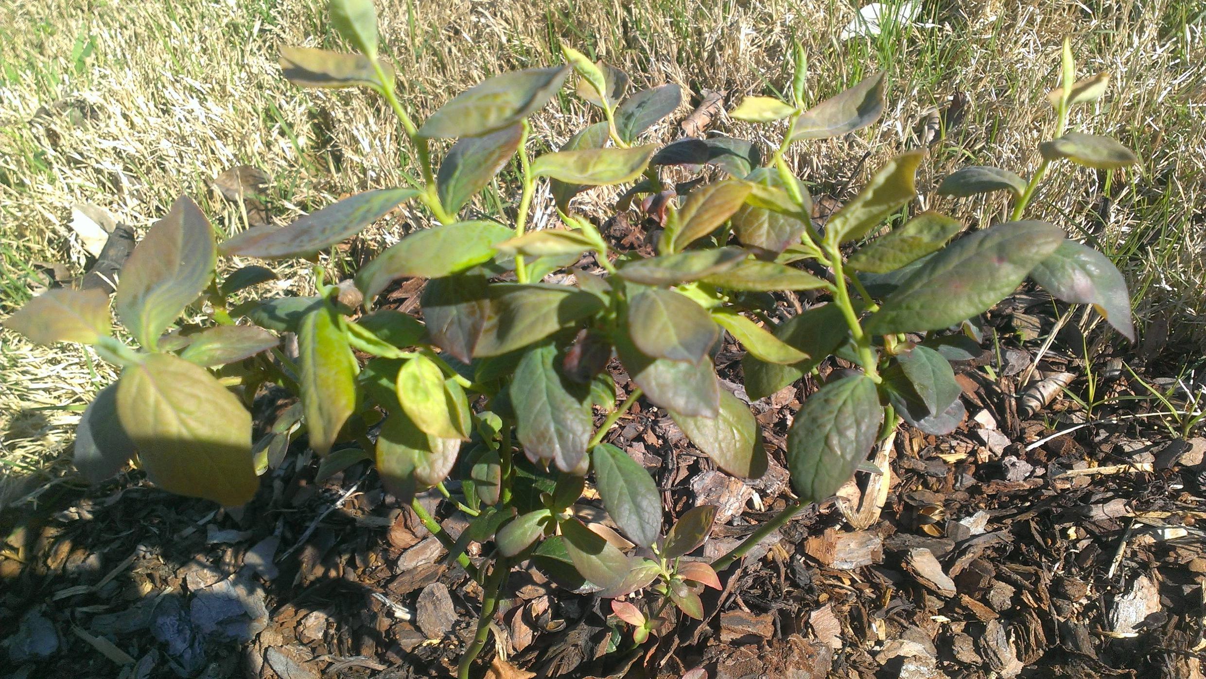 diagnosis What are some reasons why a blueberry bush's leaves turn yellow? Gardening