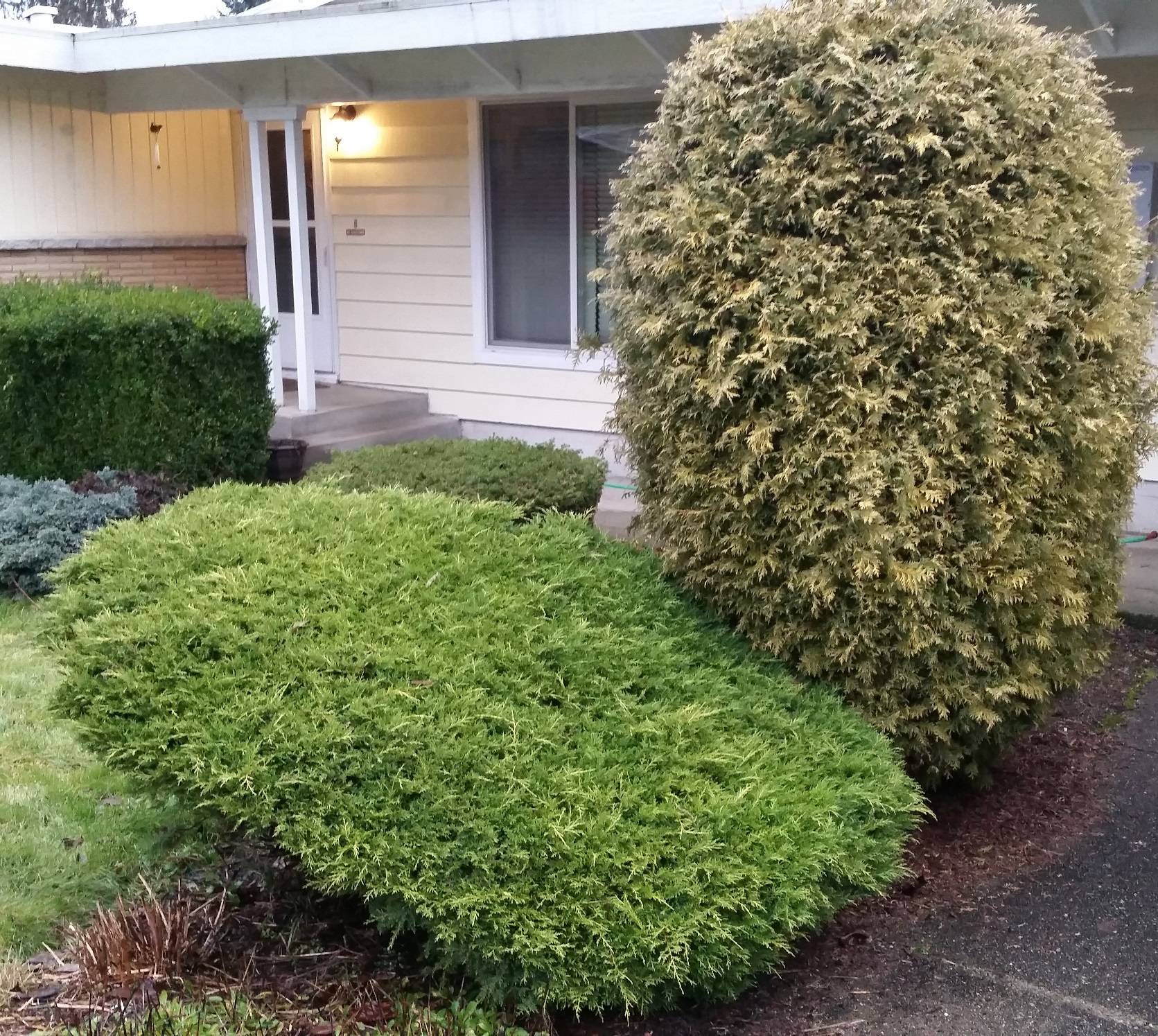 shrubs Revive dead part of a bush Gardening & Landscaping Stack
