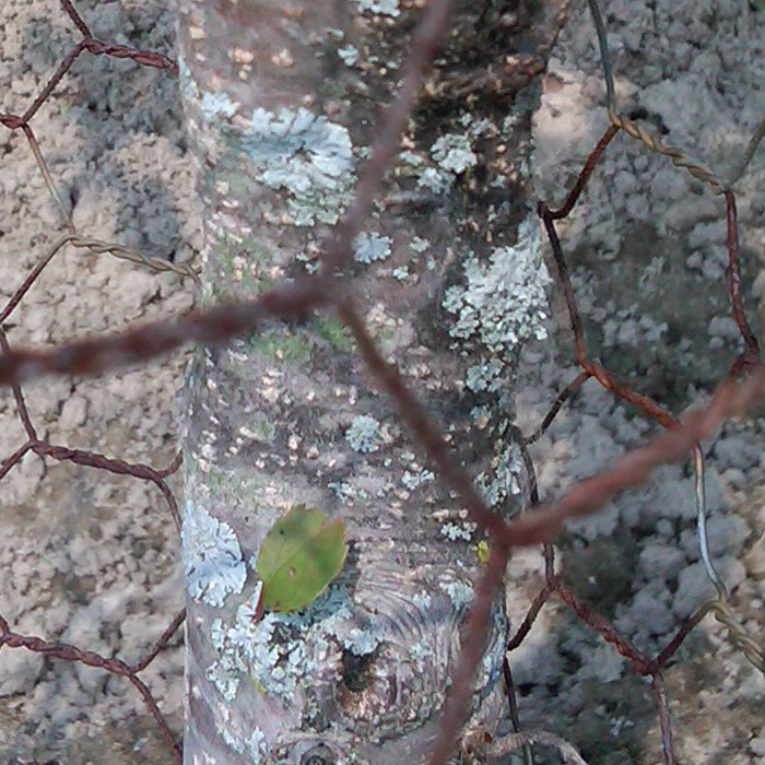 Fruit Tree Fungus Identification Plum Tree Disease Stock Photos