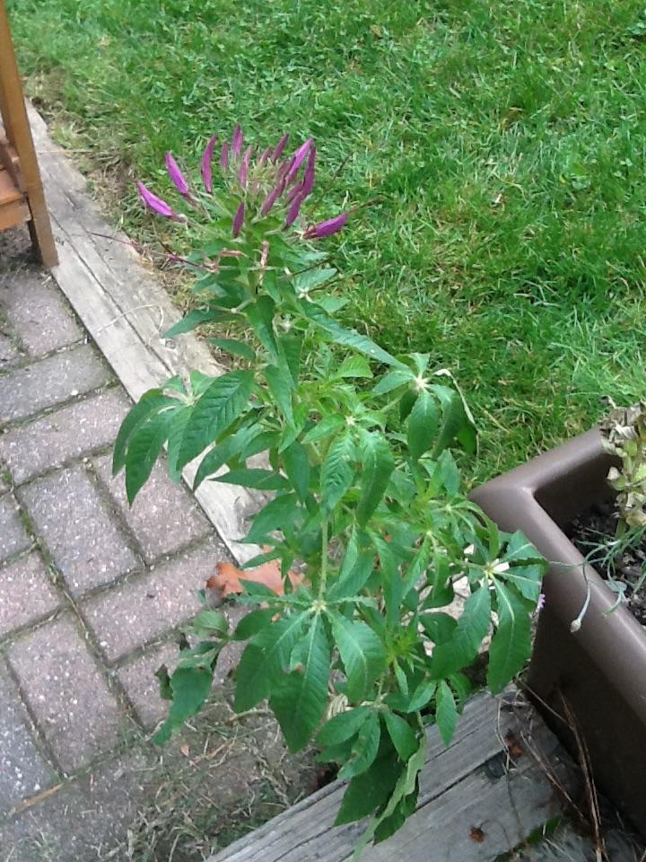 identification What is this flower that smells like a skunk