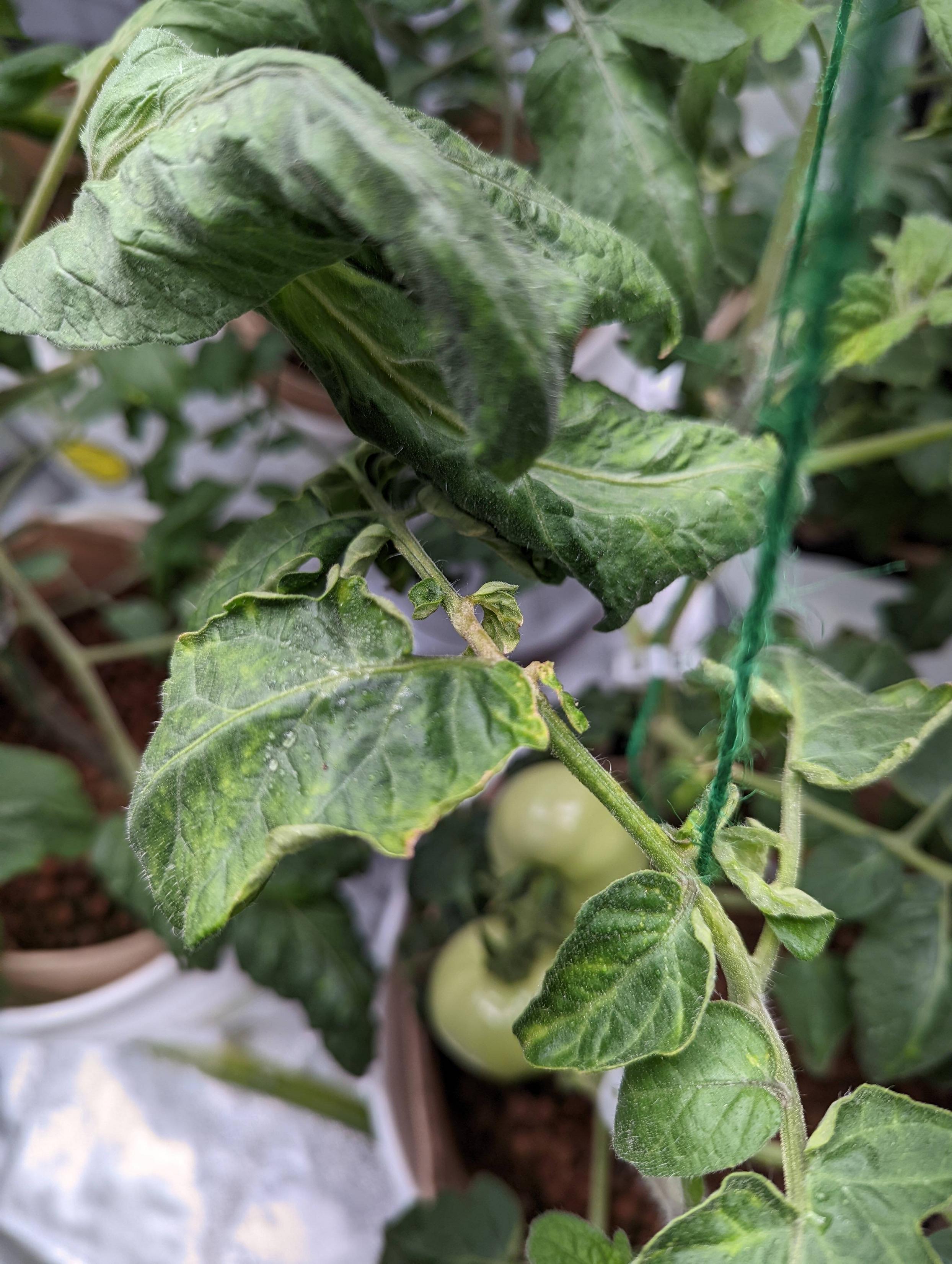 hydroponic Garden twine used to hang tomatoes is rubbing and damaging