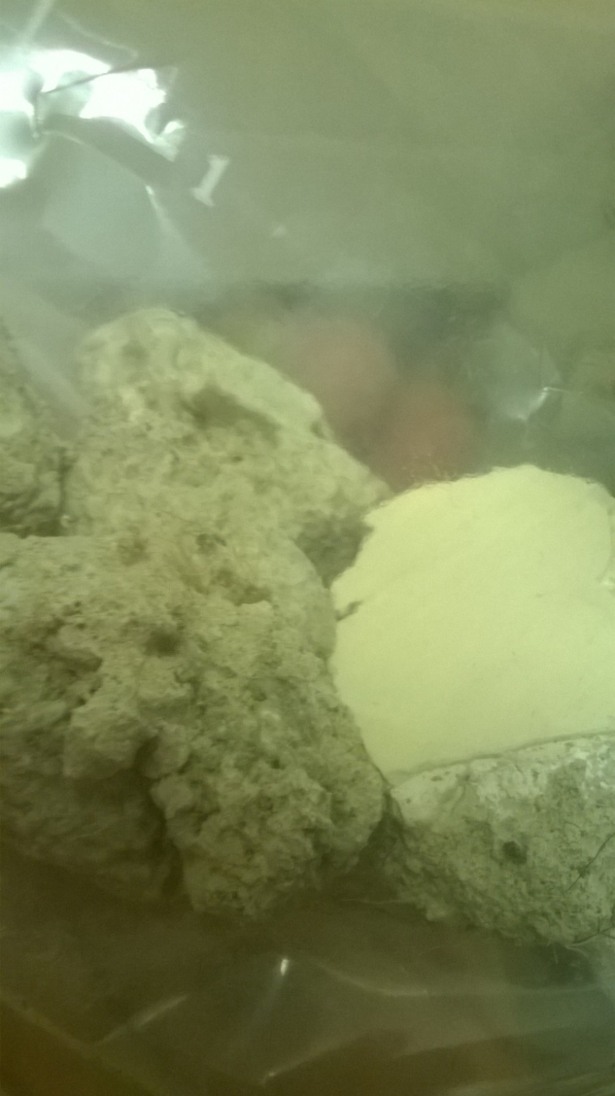 Old Wallpaper Contain Asbestos