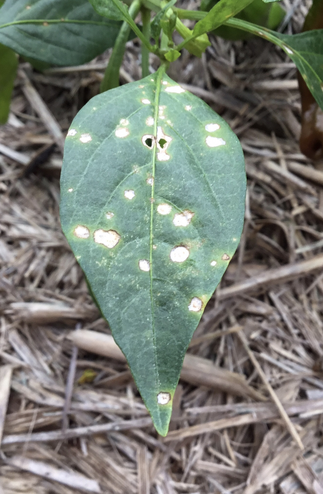 chili my chilli plants have spots and holes appearing on them