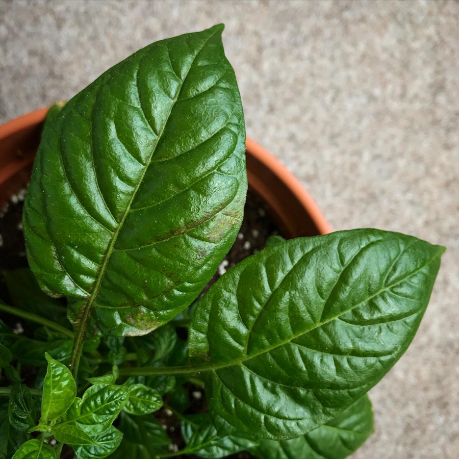 Rusty brown spots on the leaves of chili plants — what could be the