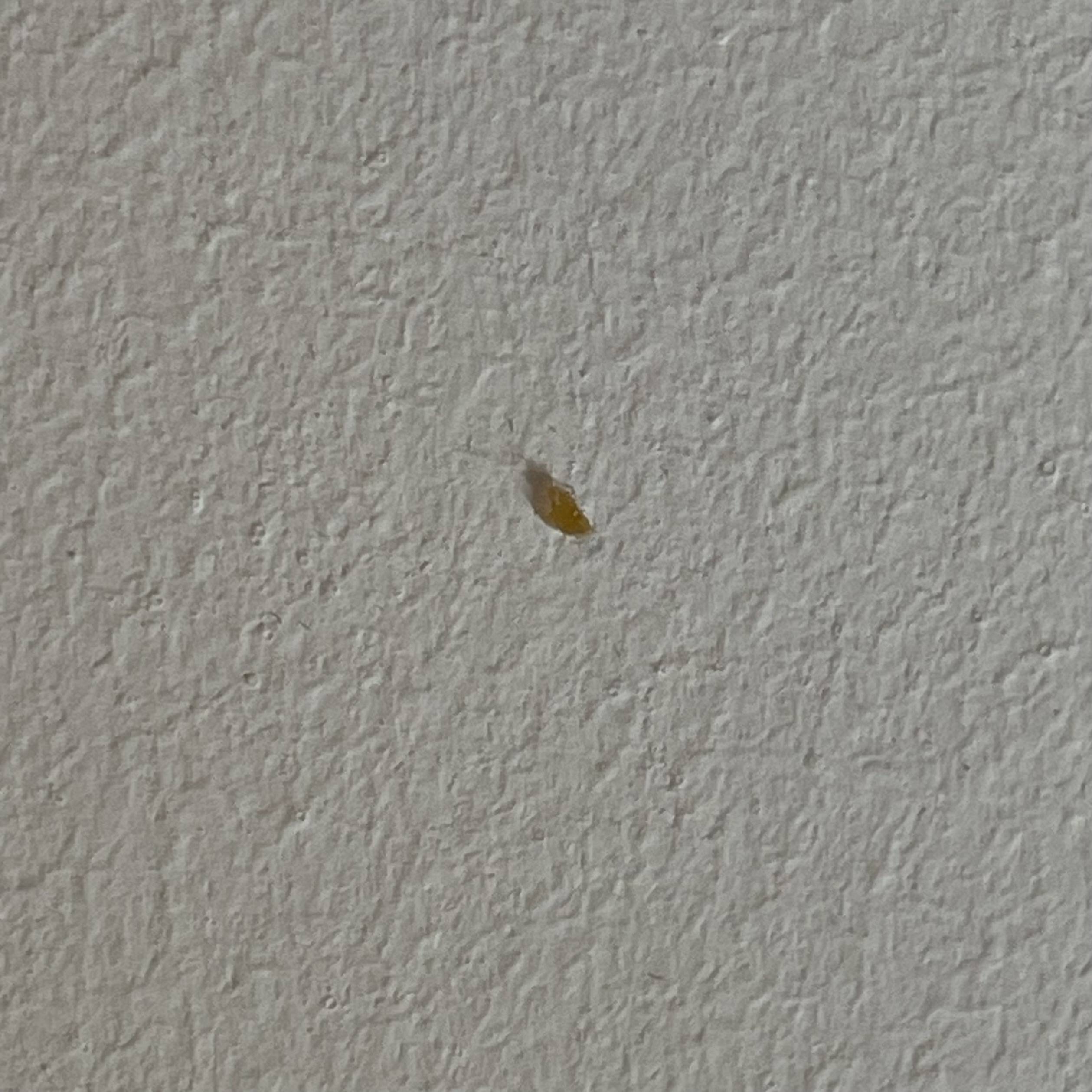 What species are these, beetle eggs? Biology Stack Exchange