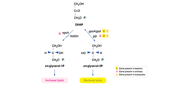 molecular evolution Why is glycerol the backbone of fat