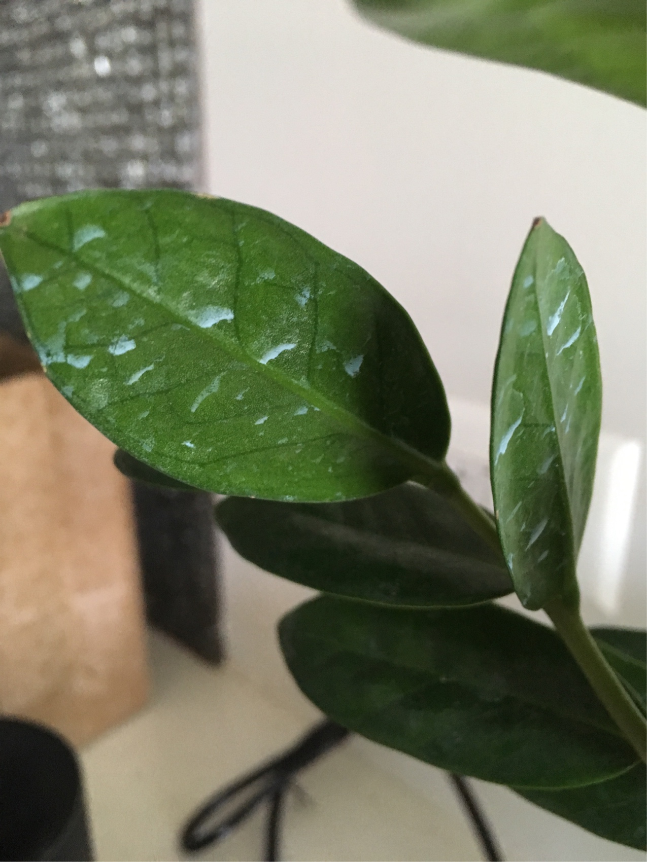 Dark spots on zz plant stem bastaorange