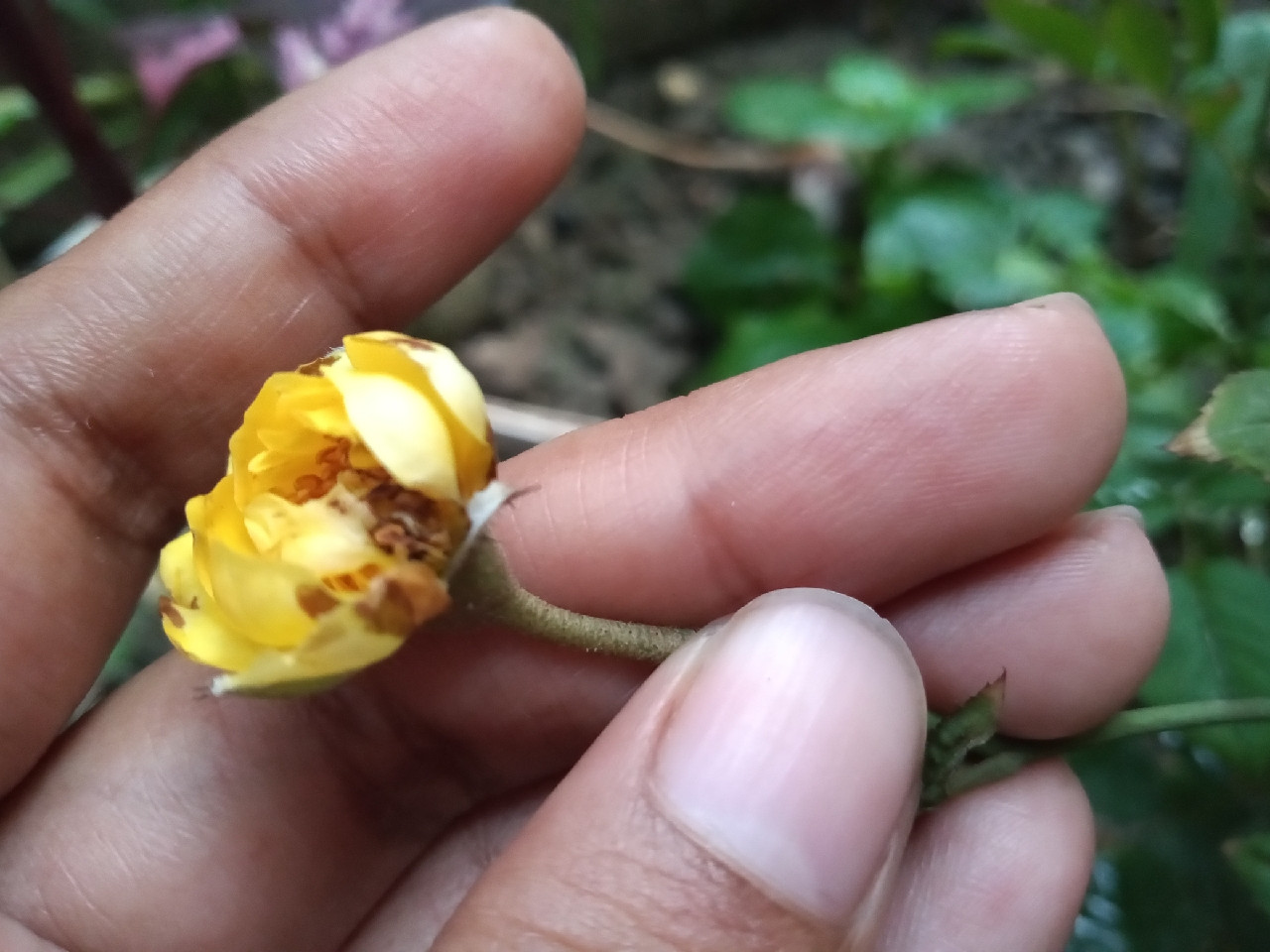 diagnosis What happened to my rose plants? Gardening & Landscaping