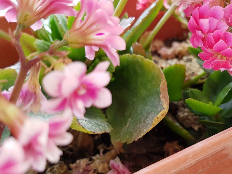 plant health Kalanchoe Flowers dying, what's the cause? Gardening