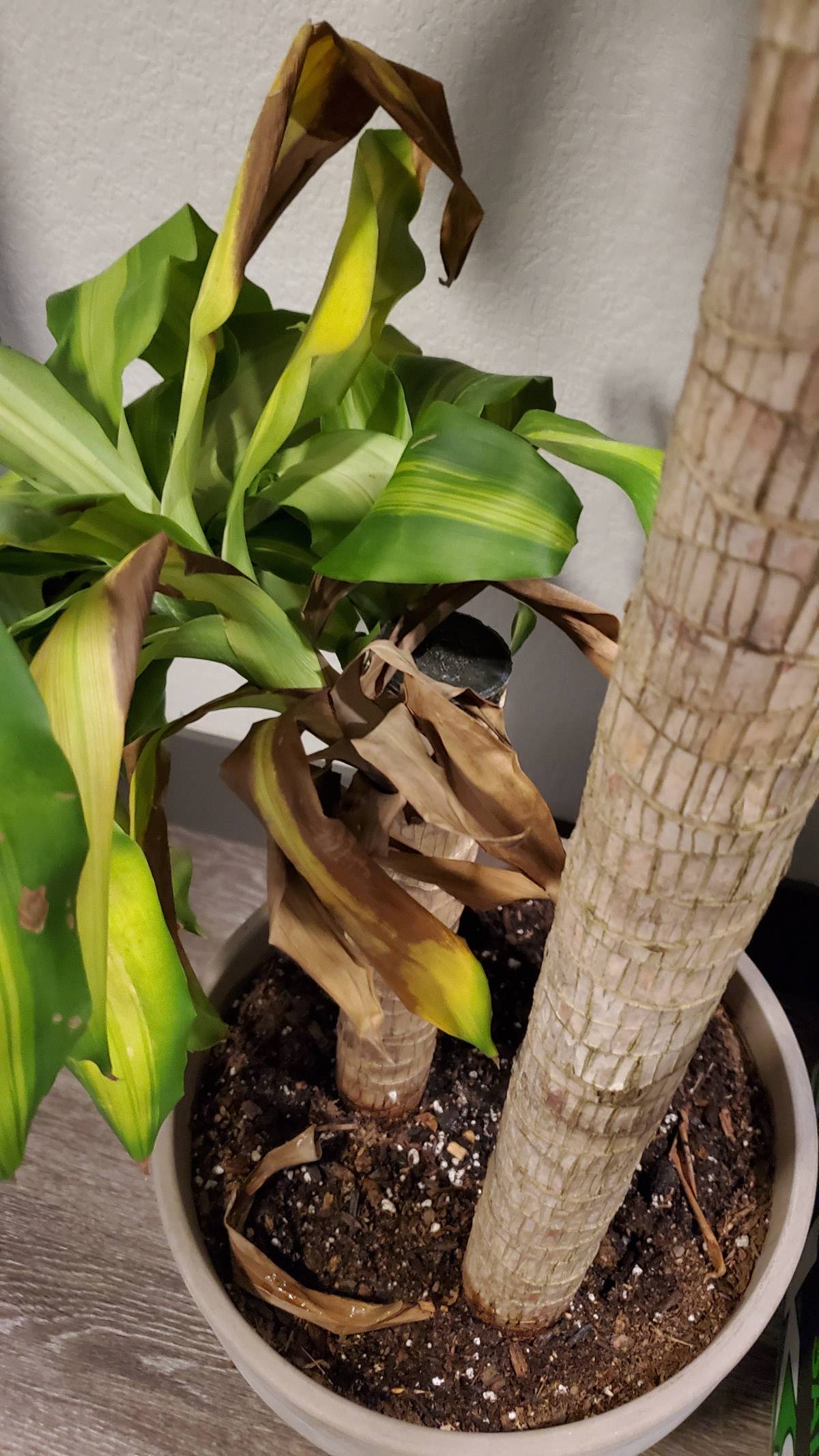houseplants Mass Cane Dracaena Fragrans Massangeana Head Is