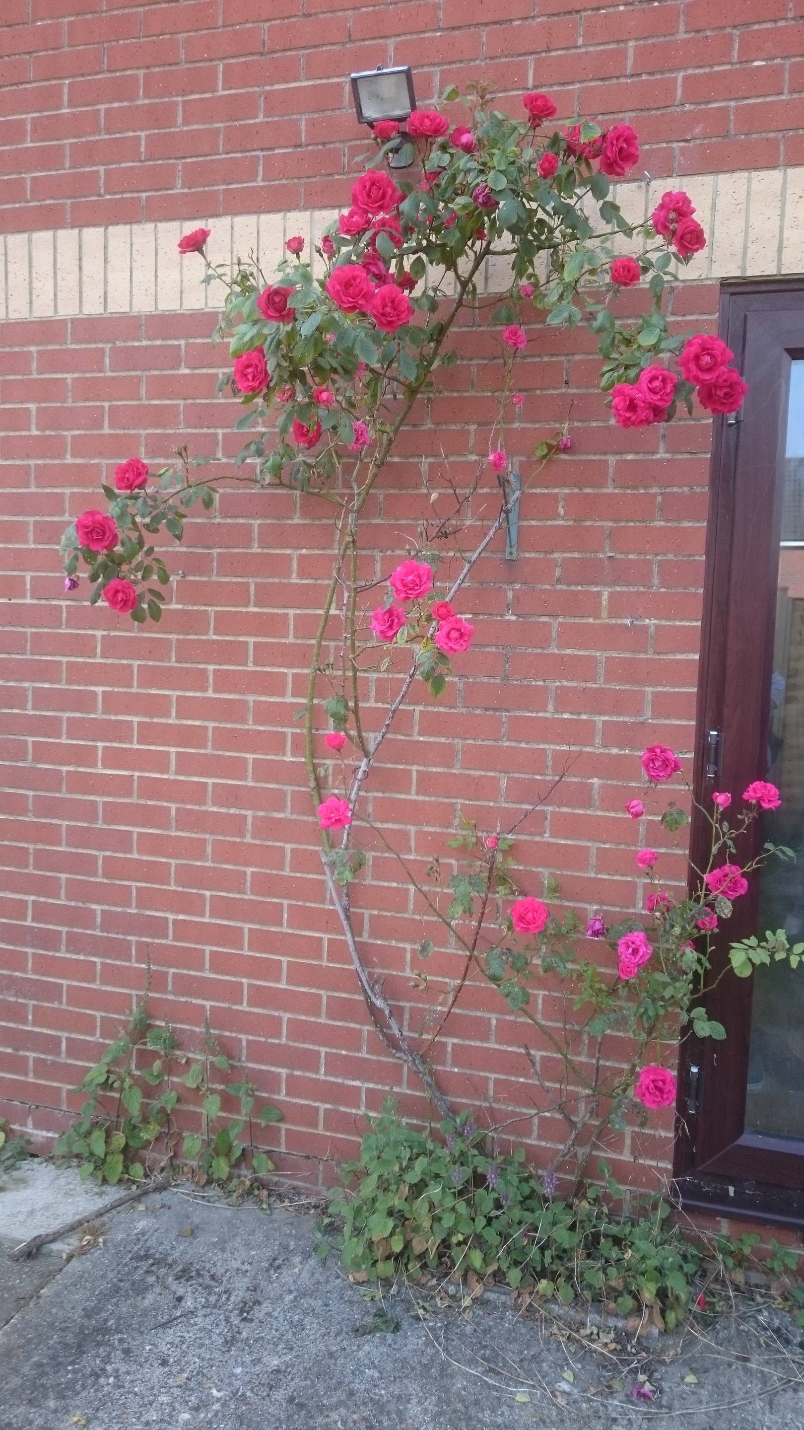 pruning How far back should you prune rambling roses with lots of old/diseased wood