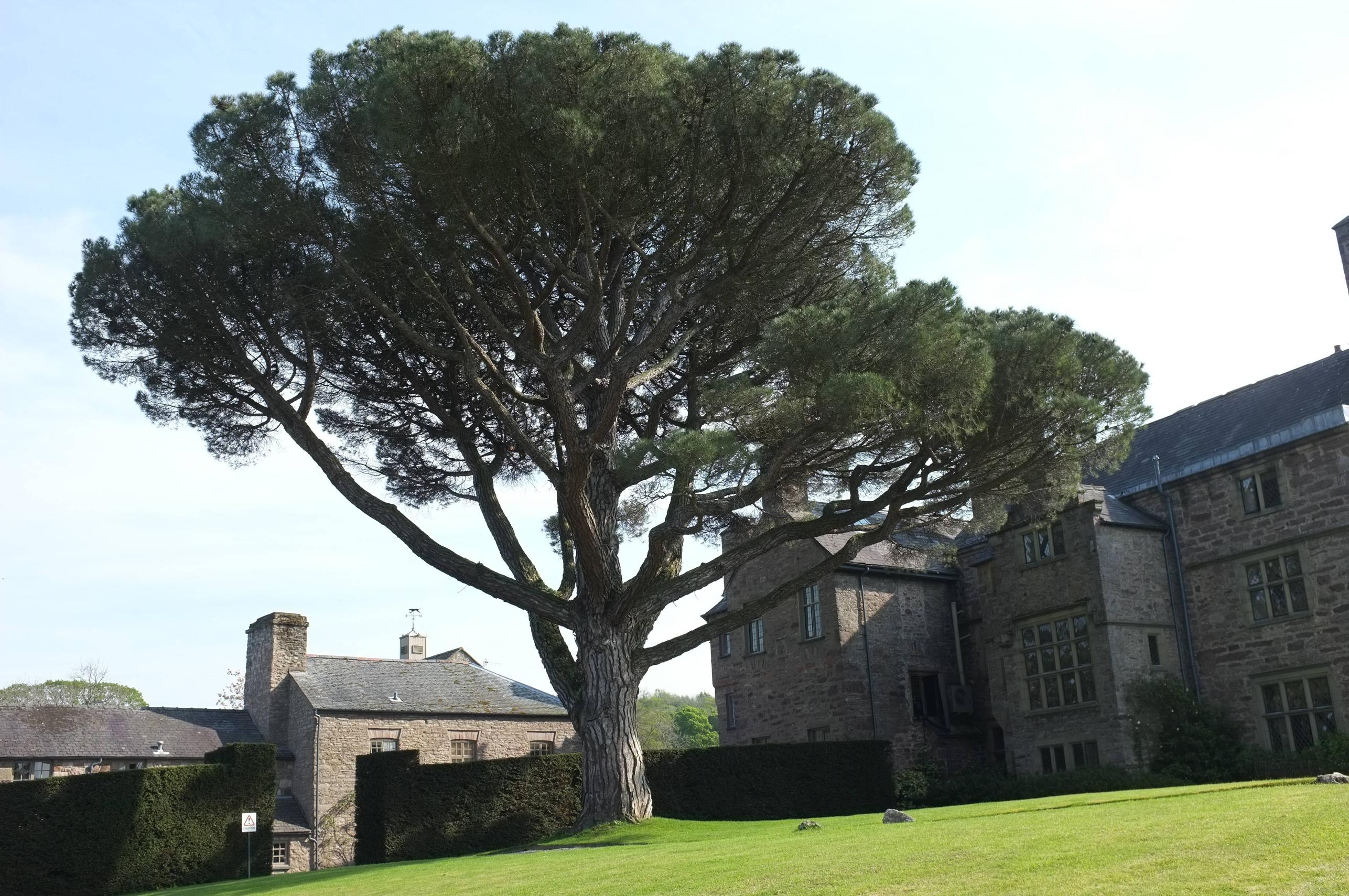 pines Growing Pinus pinea in zone 8a possible? Gardening